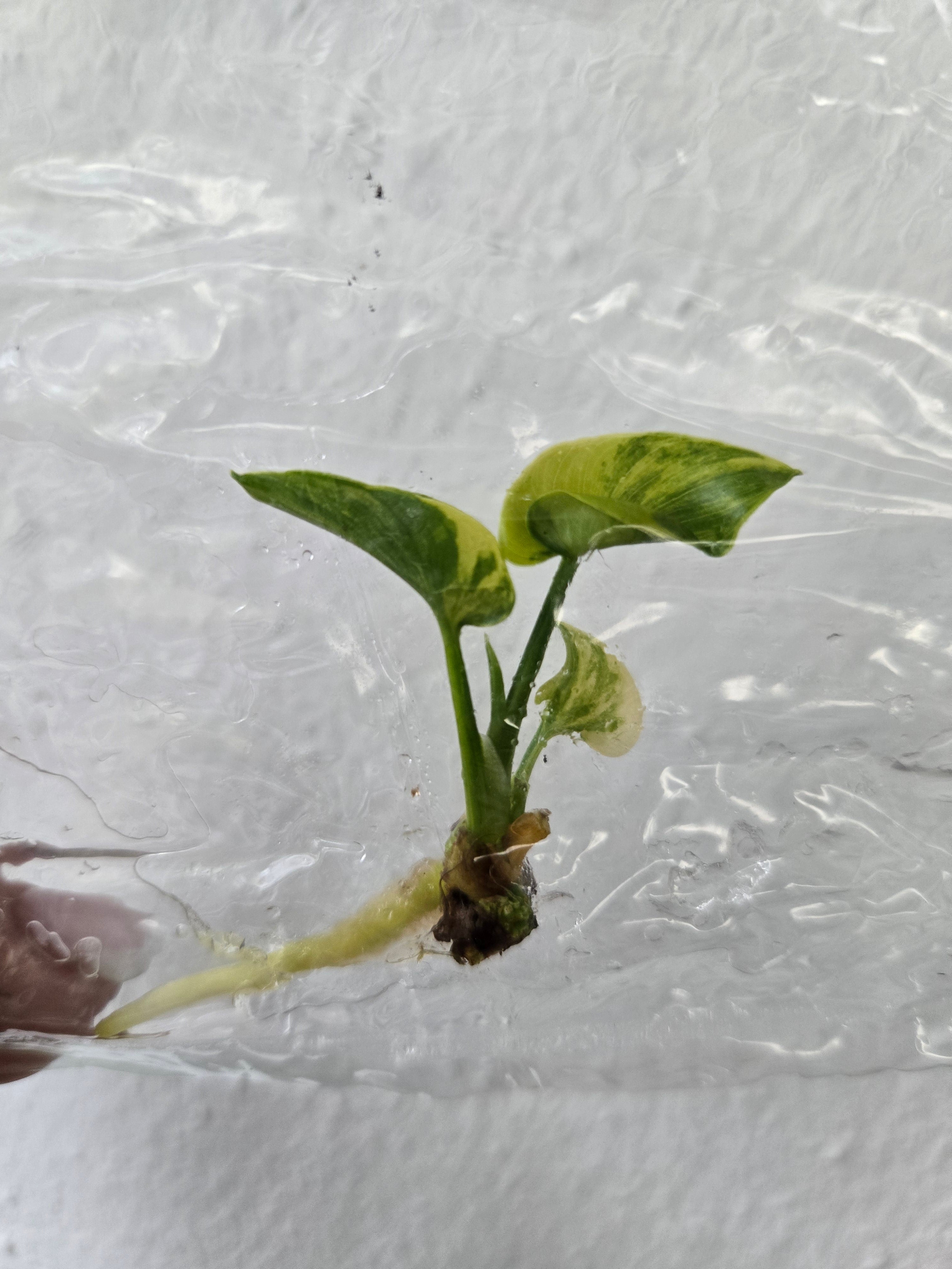 Philodendron 'Hope' Variegata - TC- Tissue Culture