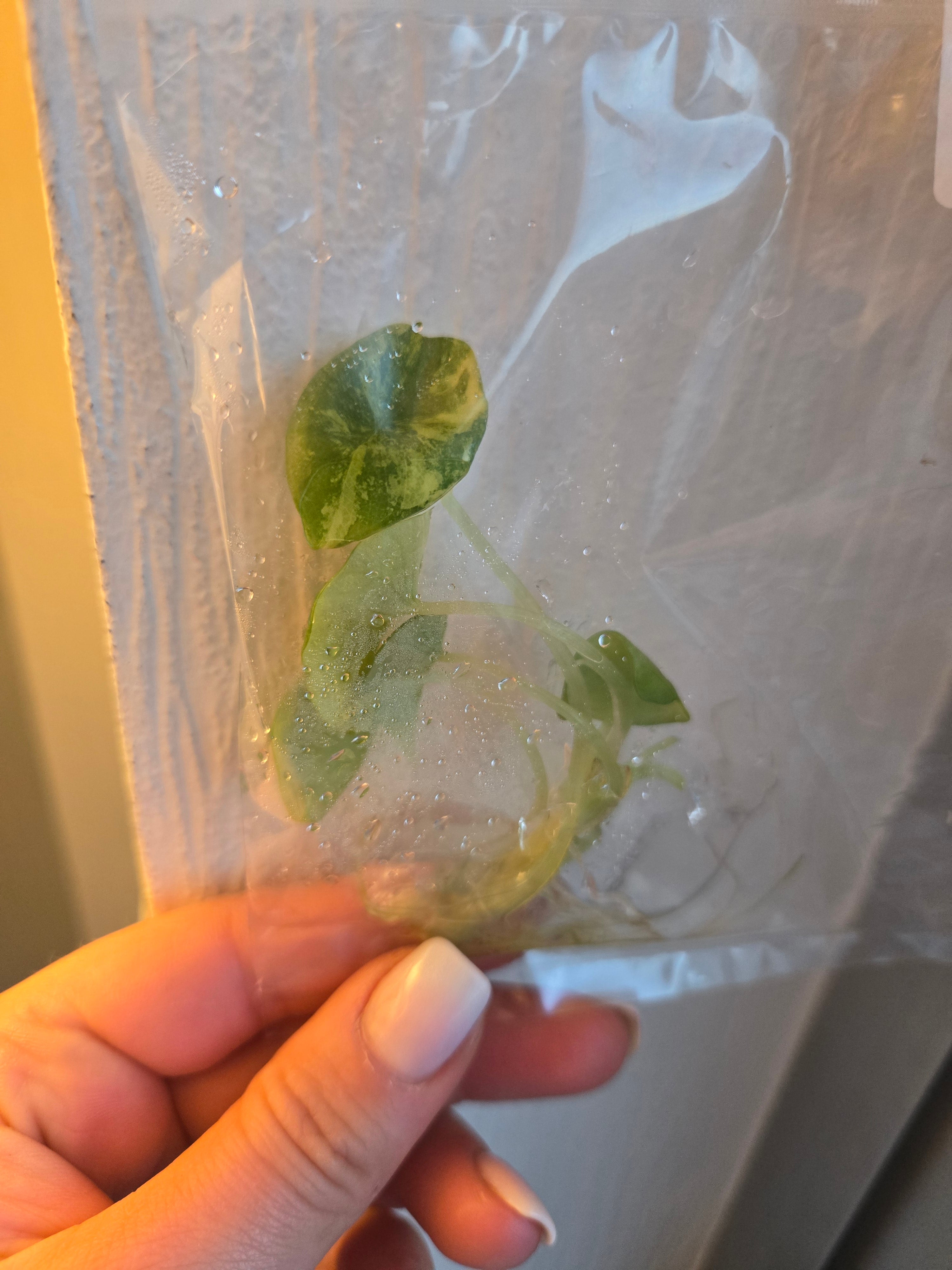 Alocasia Nebula Variegata Premium Panaschierung - Tissue Culture (TC)