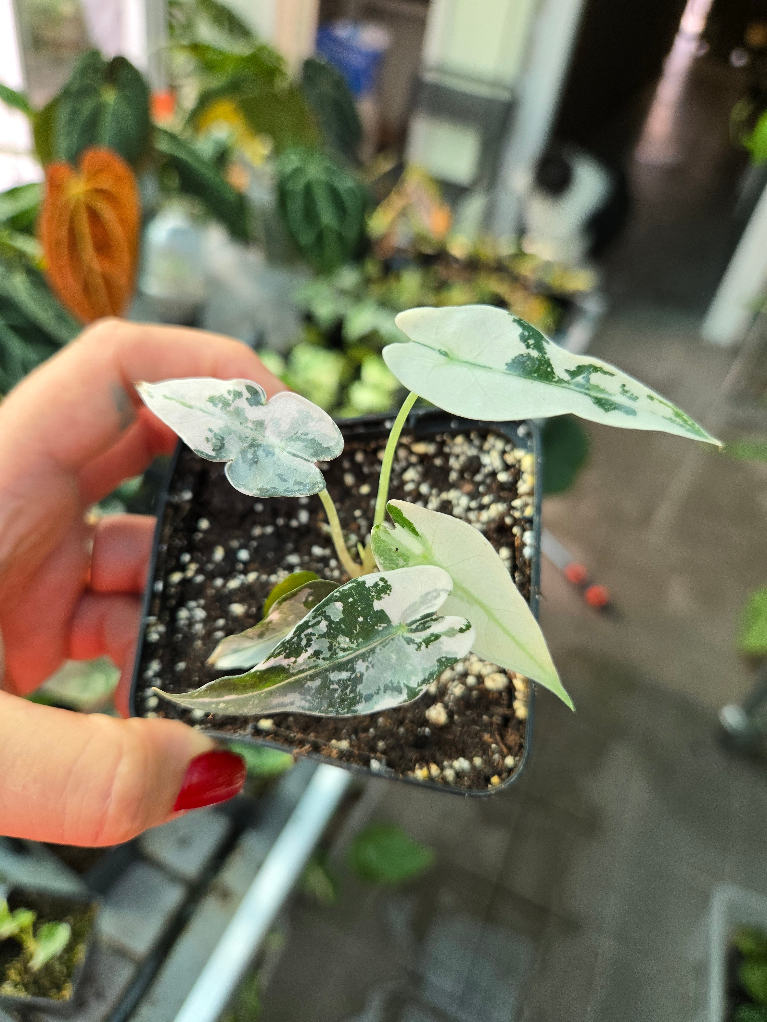 Alocasia Bambino Pink