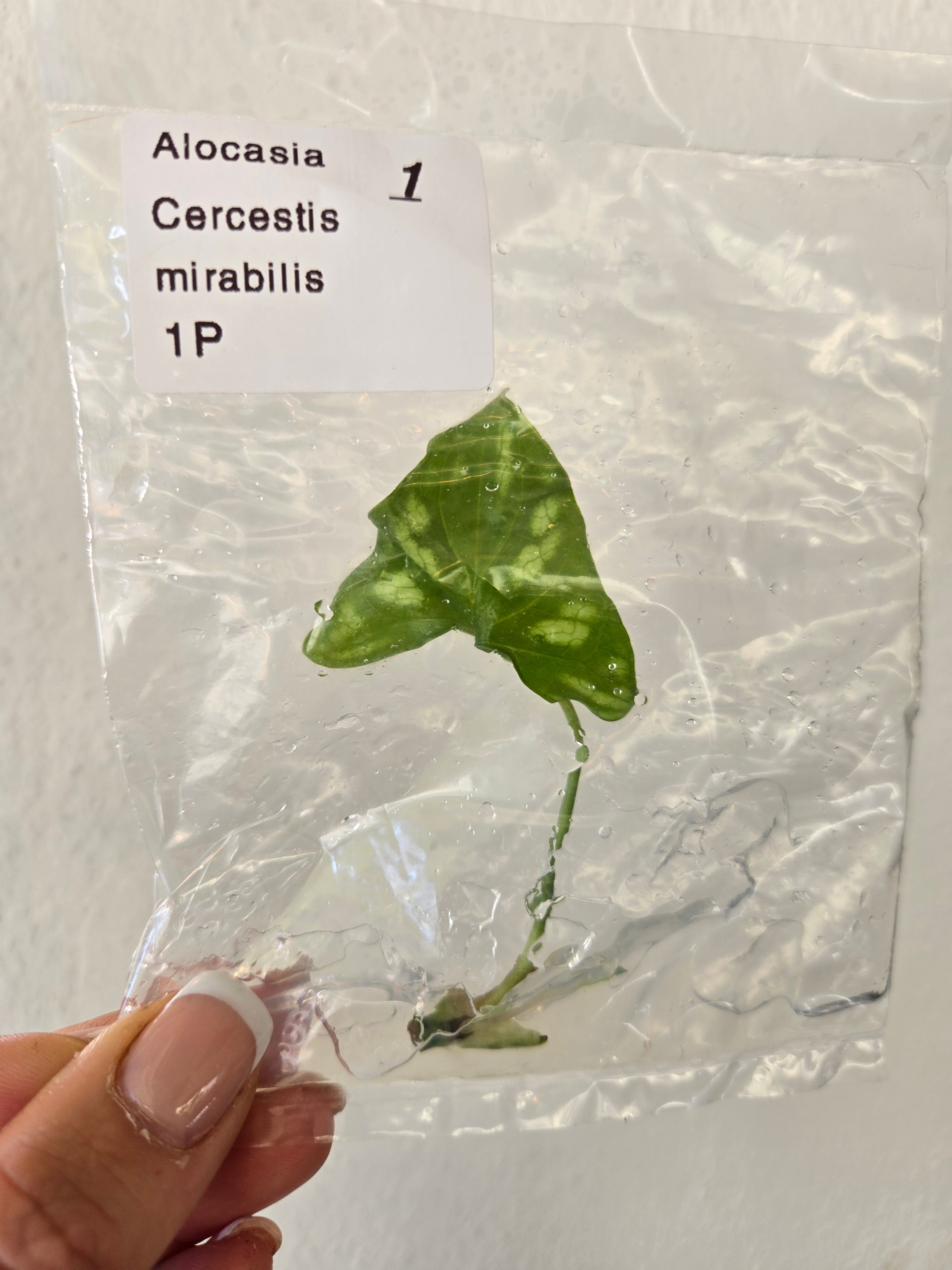 Cercestis
Mirabilis - TC - Tissue Culture