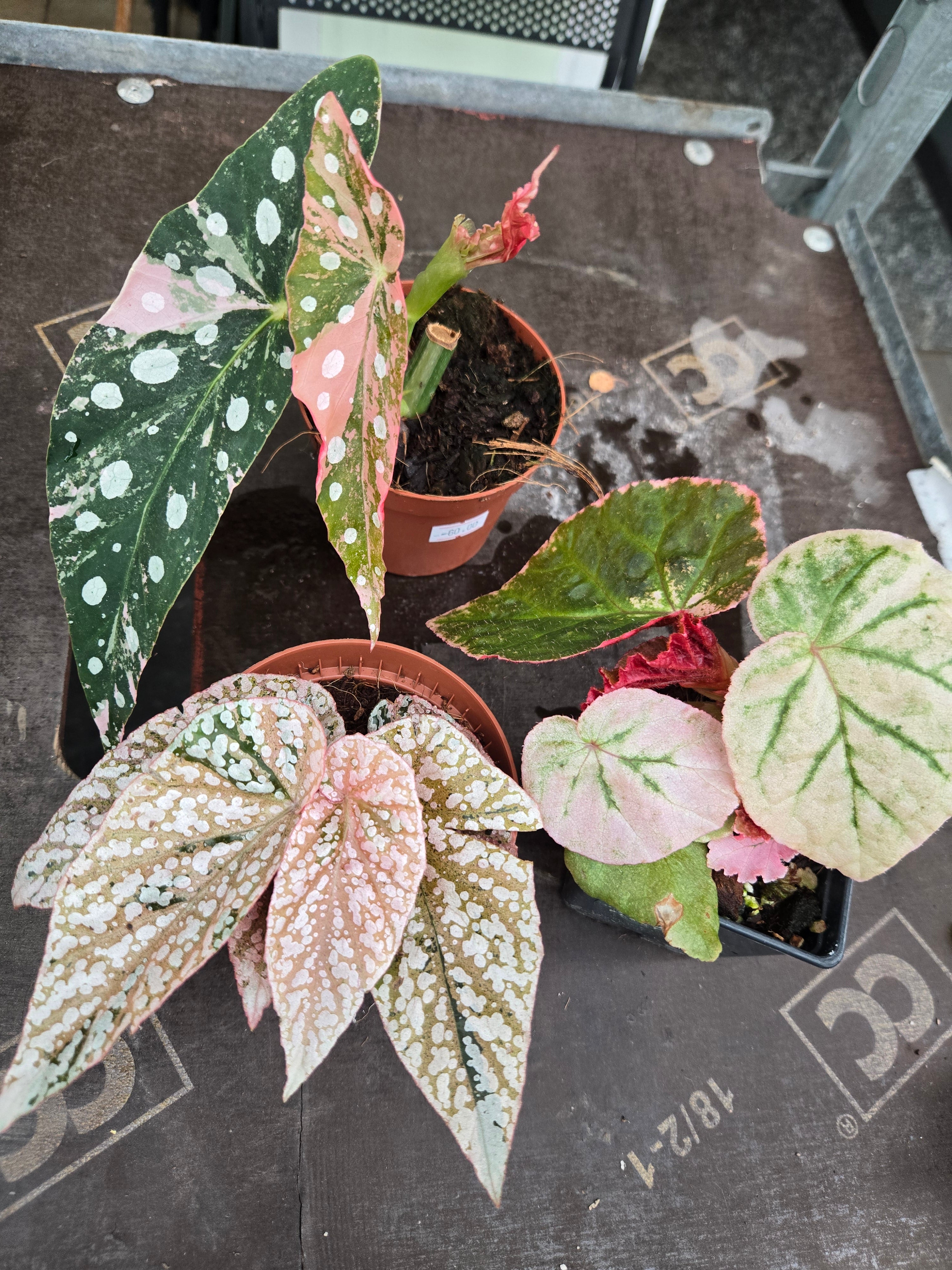 Begonia Pink Bundel