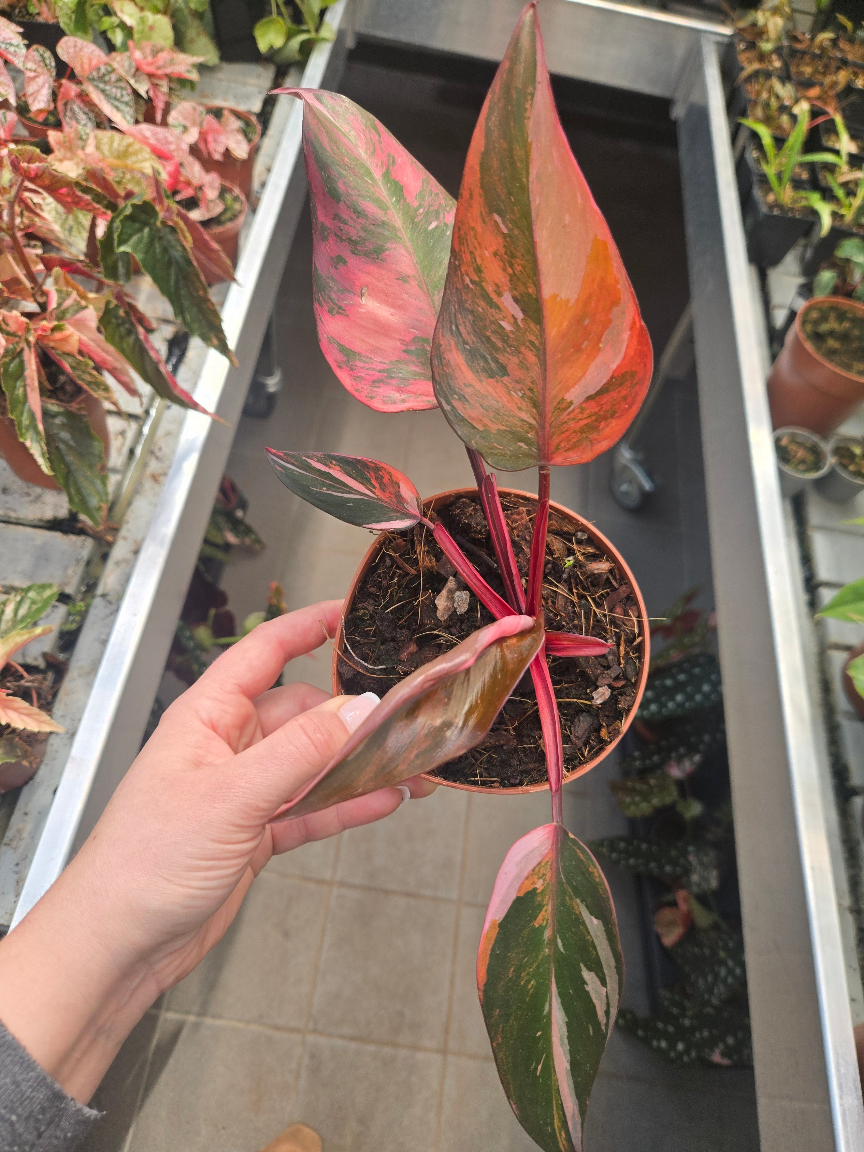 Philodendron Princess of Fire