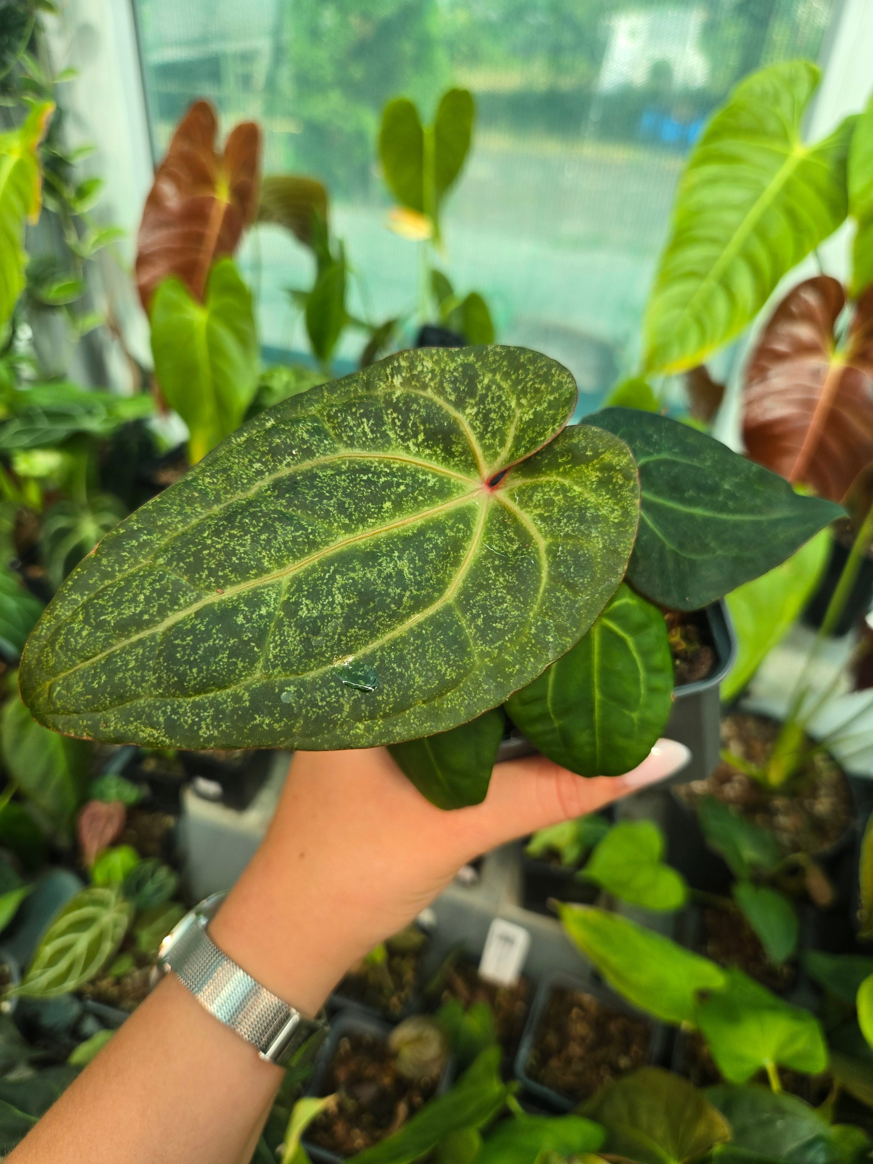 Anthurium Zara x Michelle X RVDP - Sadplant