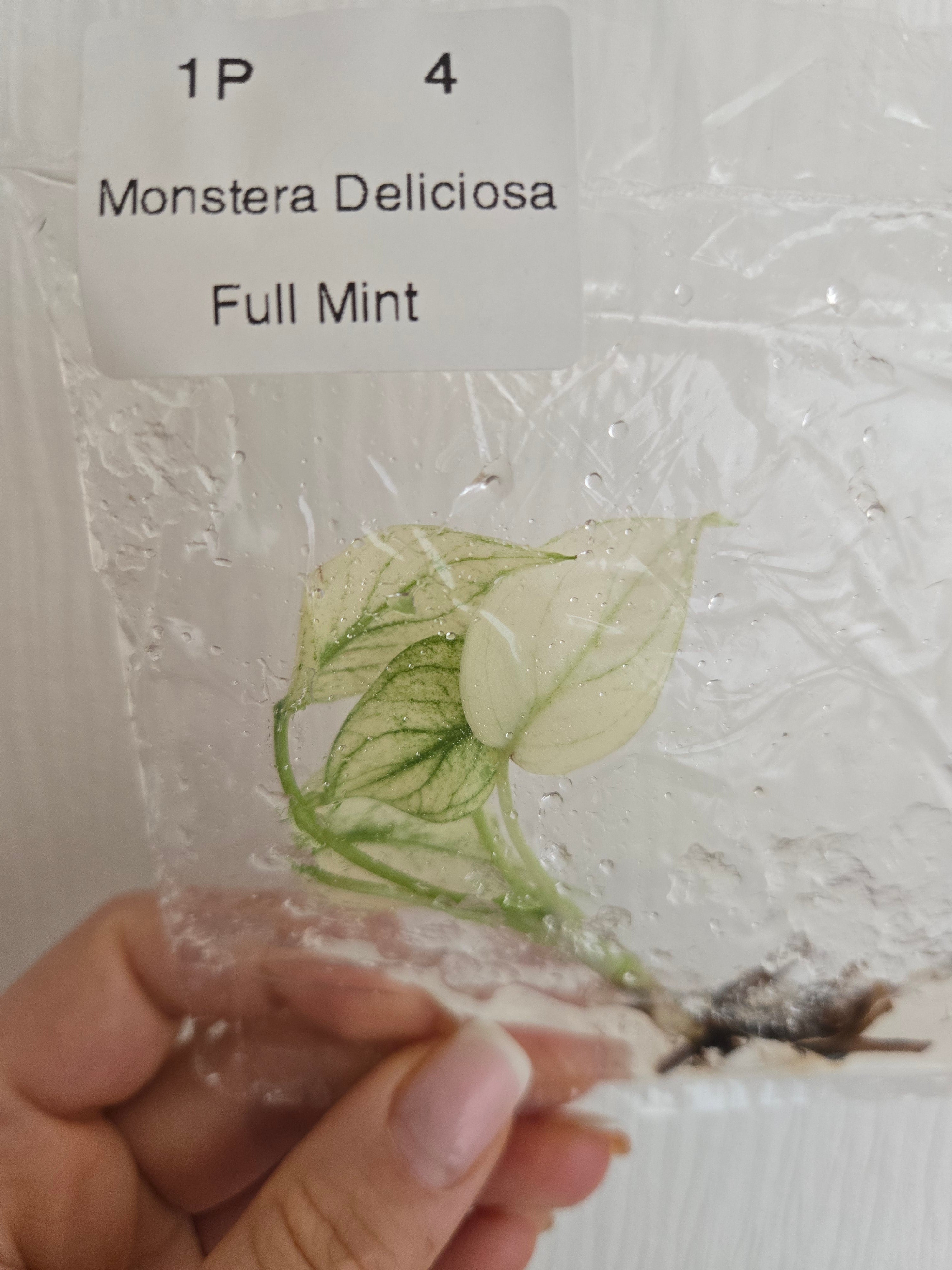 Monstera Deliciosa Full Mint (Thailand ) - TC