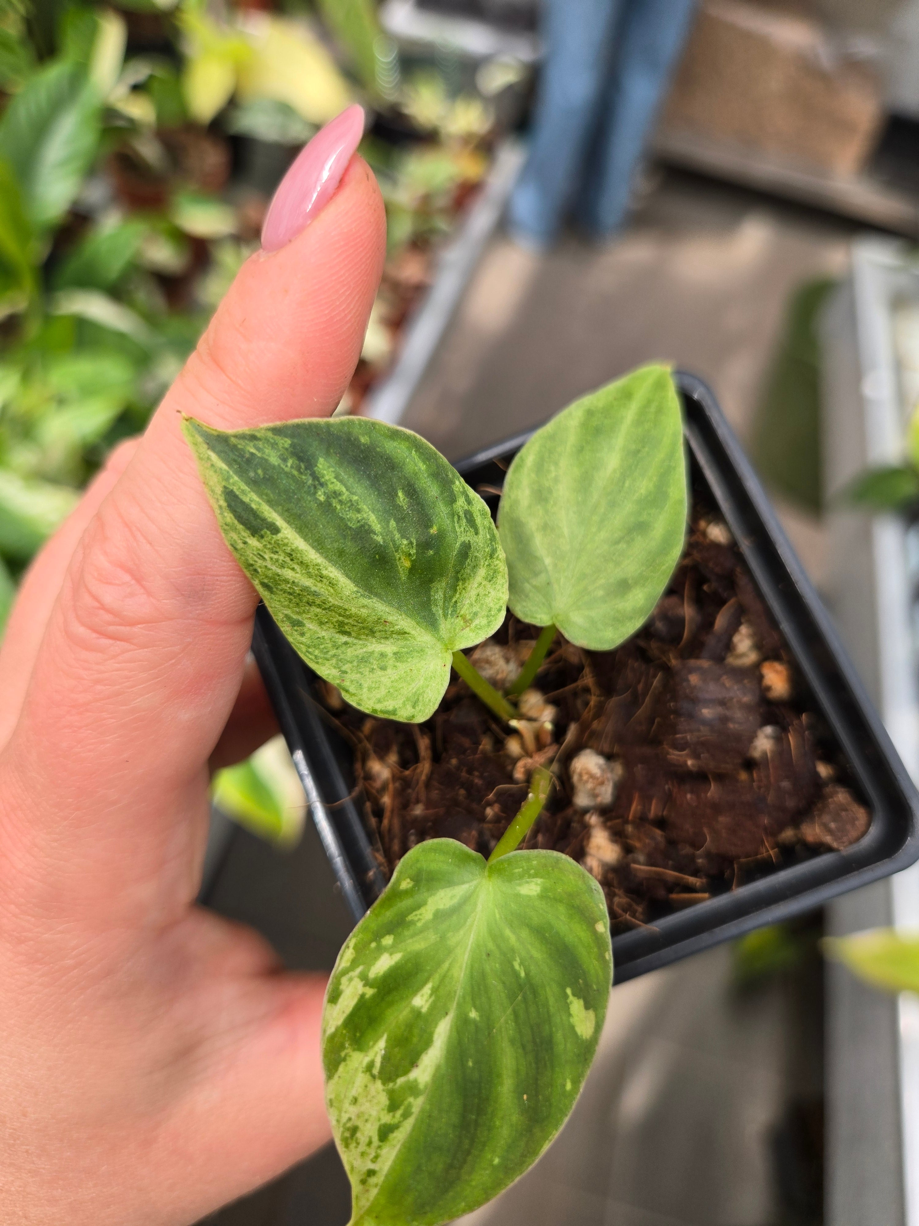 Philodendron Verrucosum Variegata