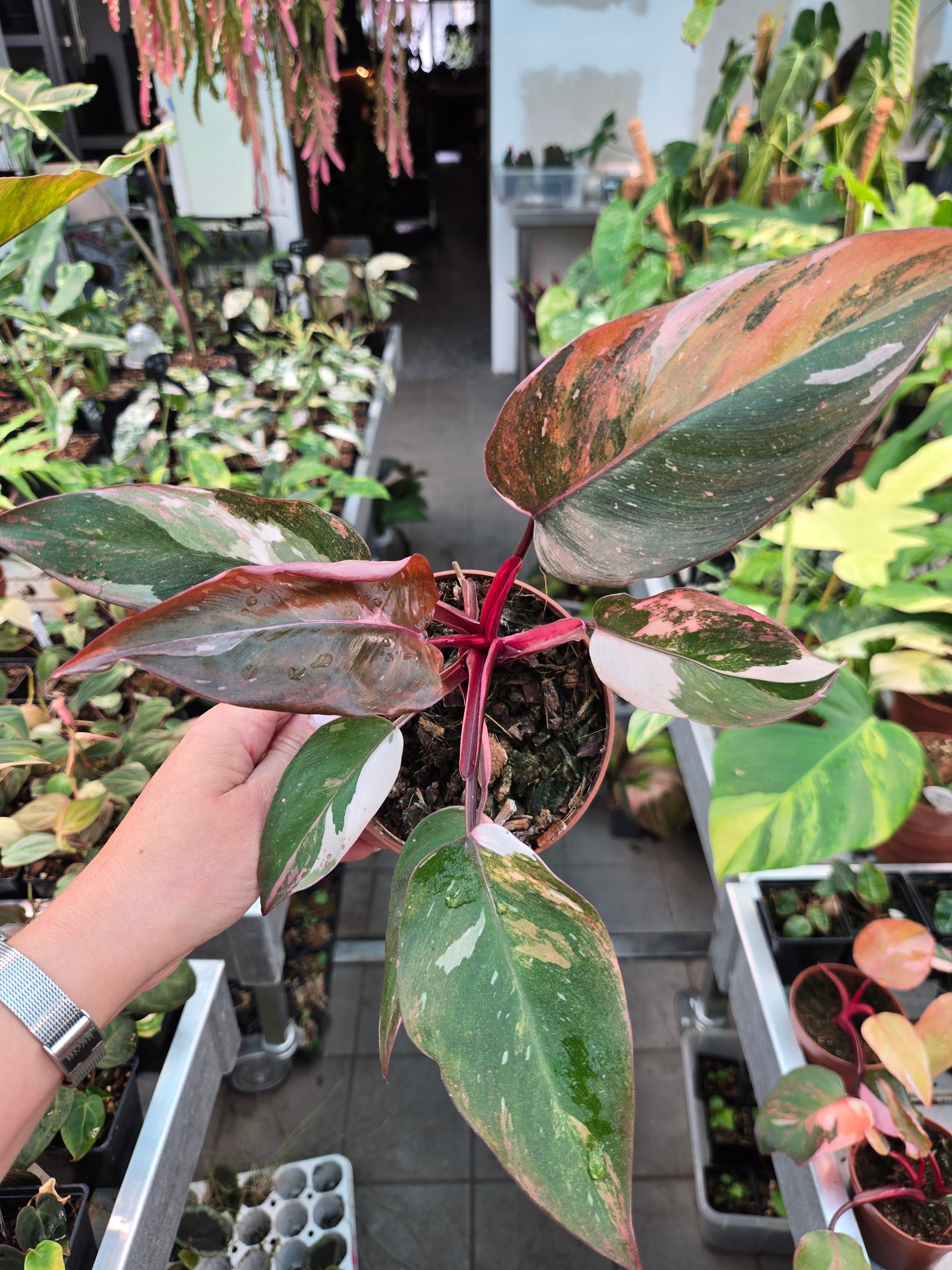 Philodendron Princess of Fire