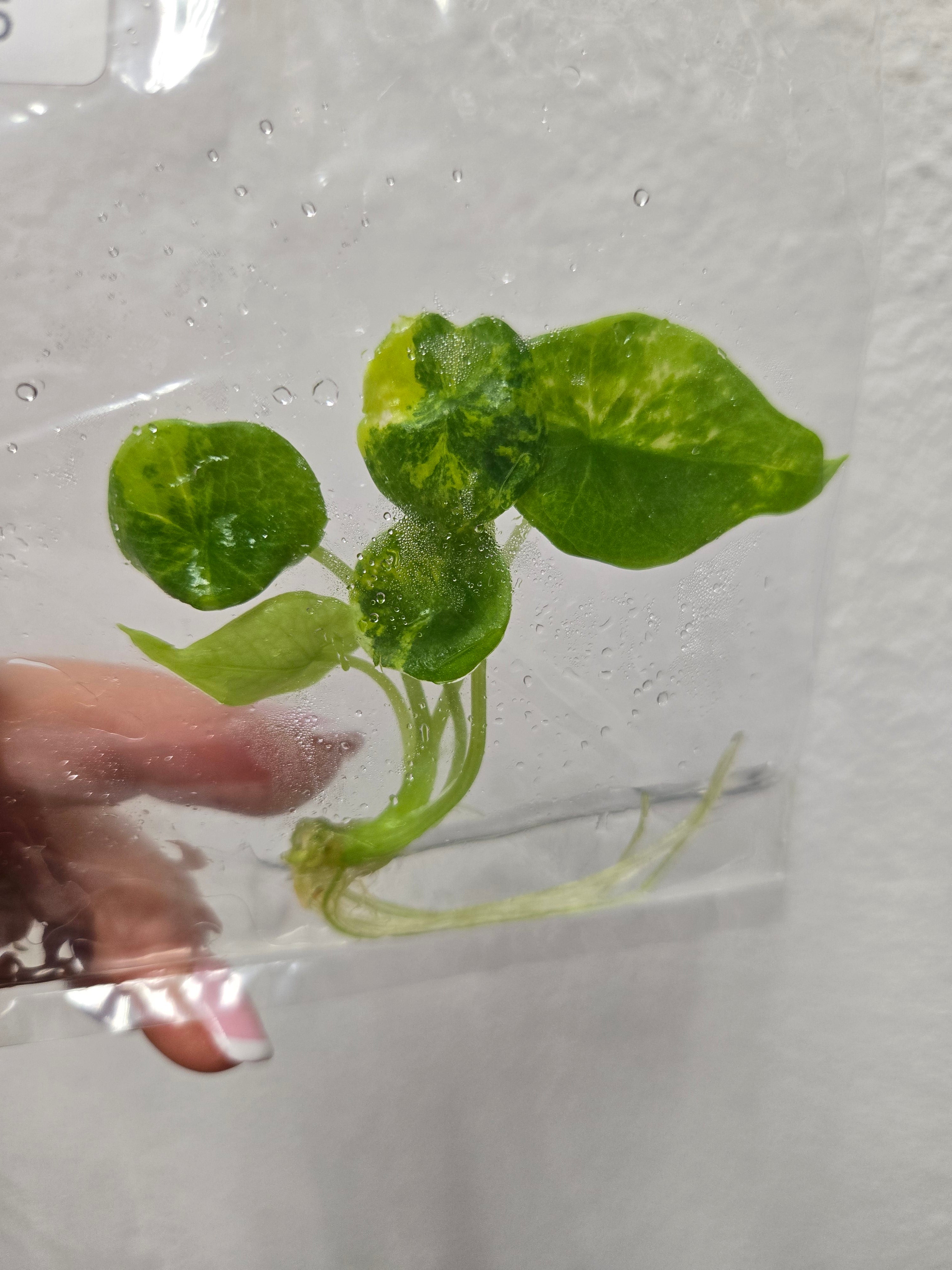 Alocasia Sinuata Aurea - TC - Tissue Culture