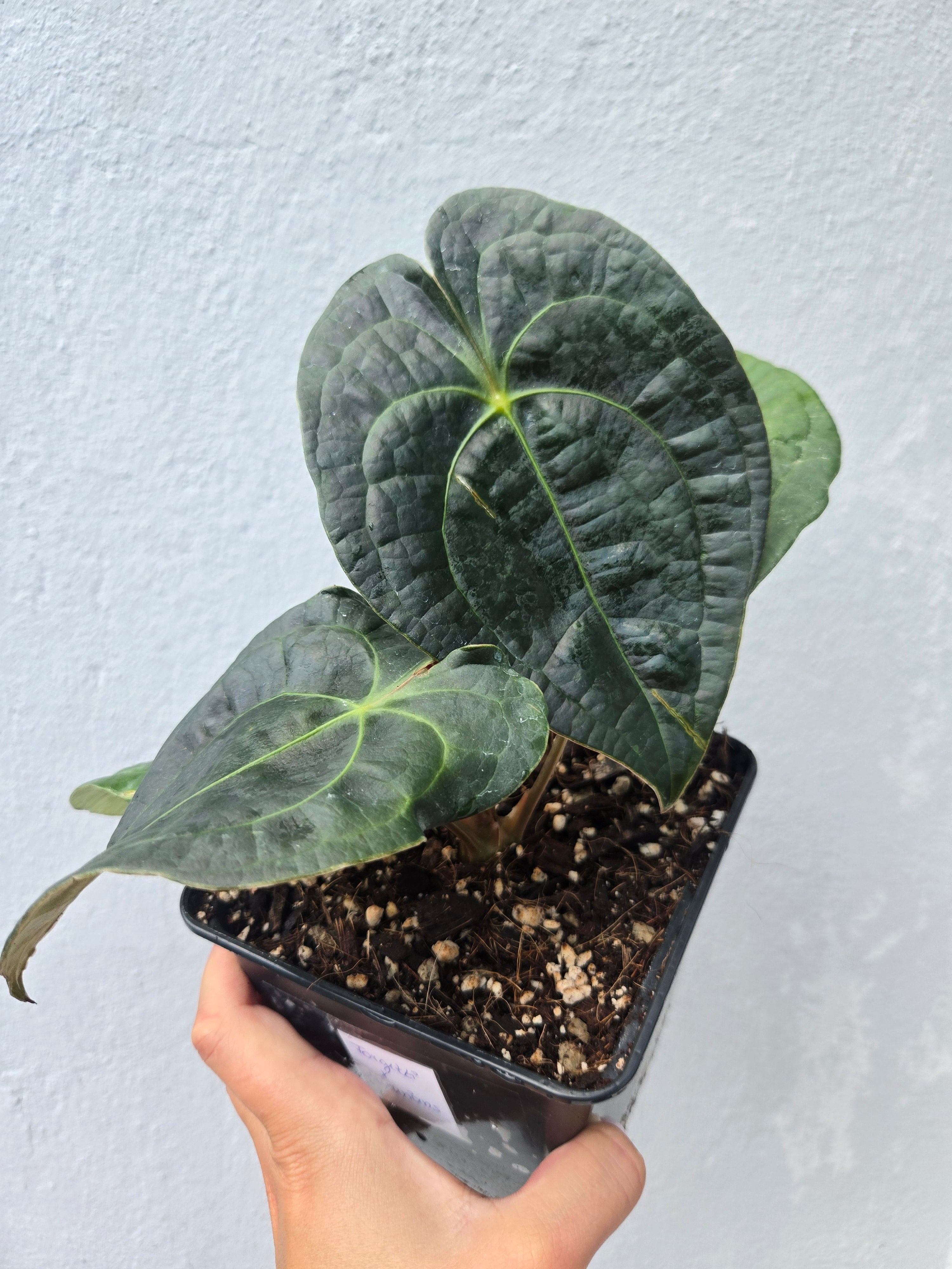 Anthurium Forgetti x Luxurians