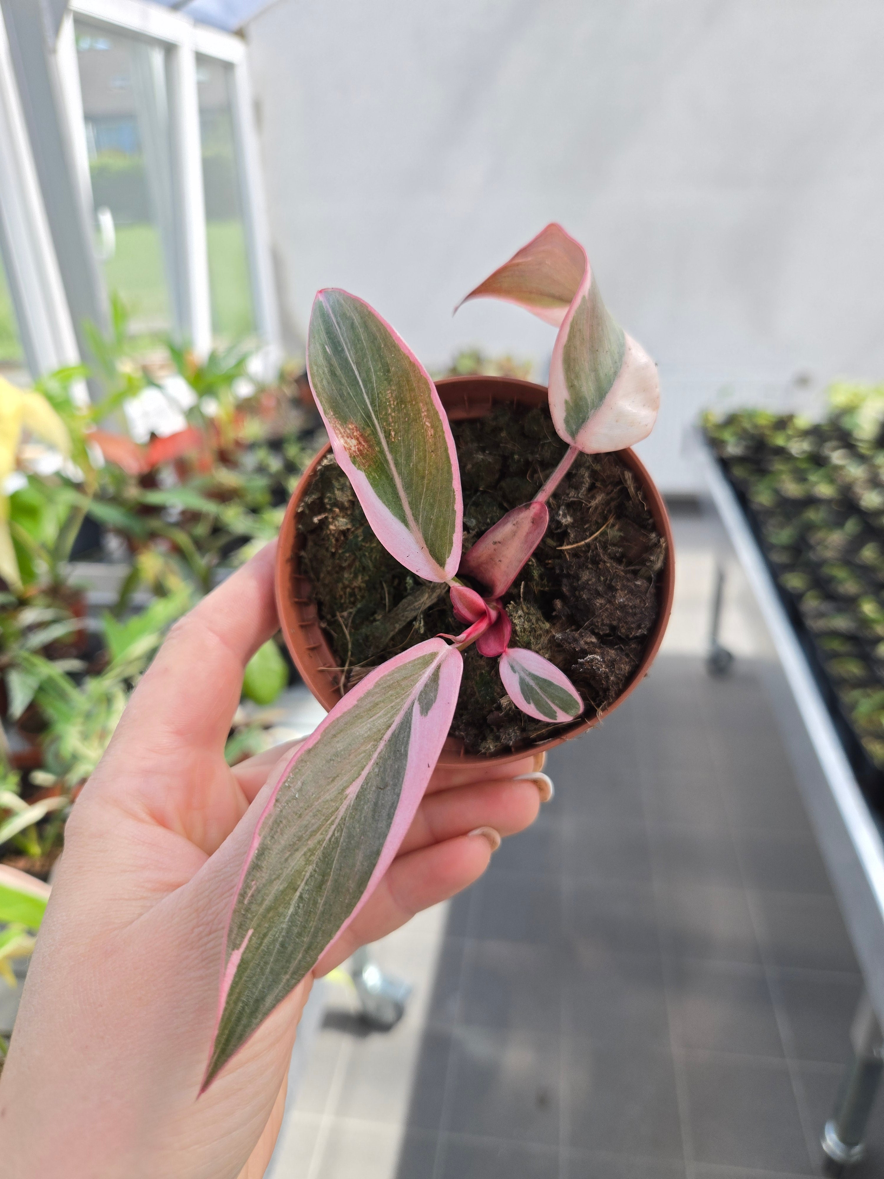 Philodendron Pink Princess Mutation