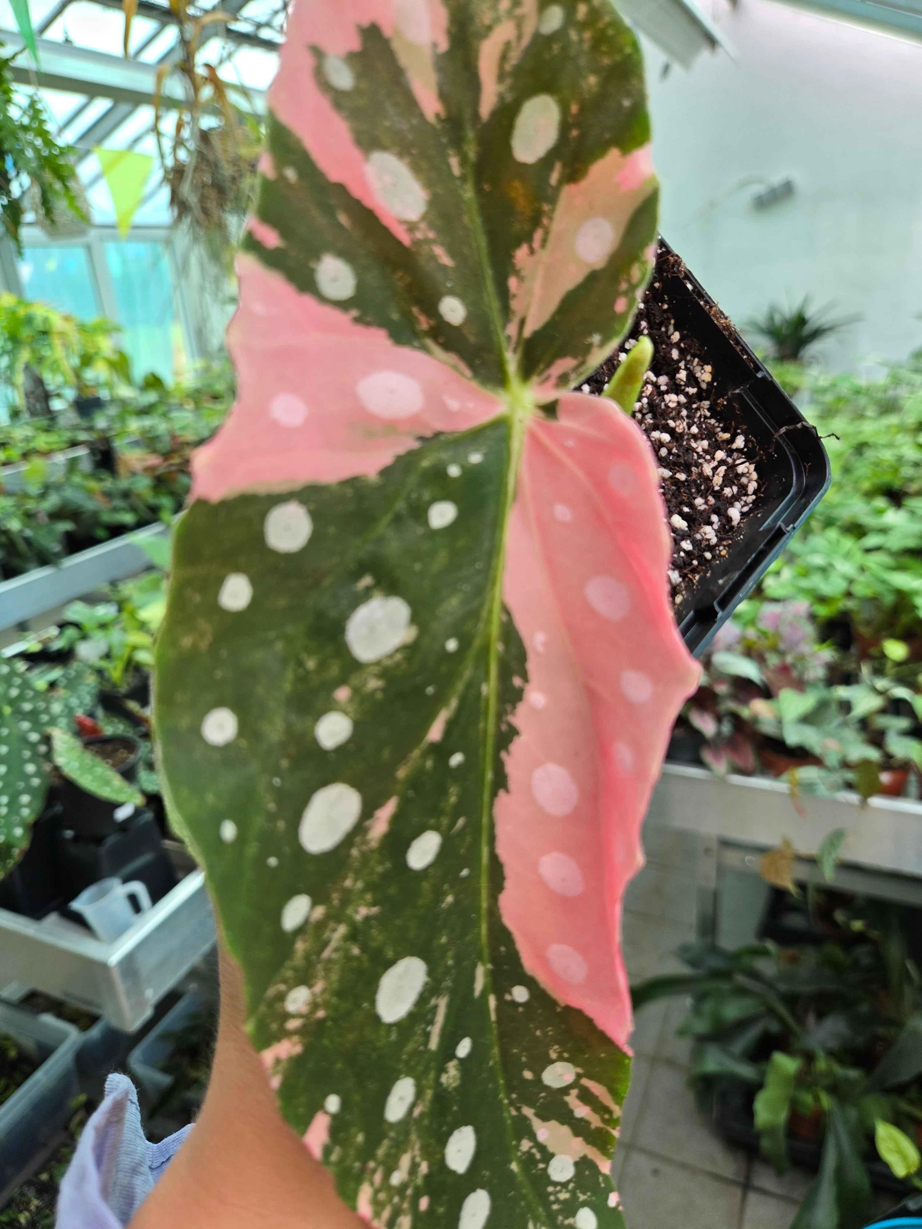 Begonia Maculata Pink Variegata Head Cuttings