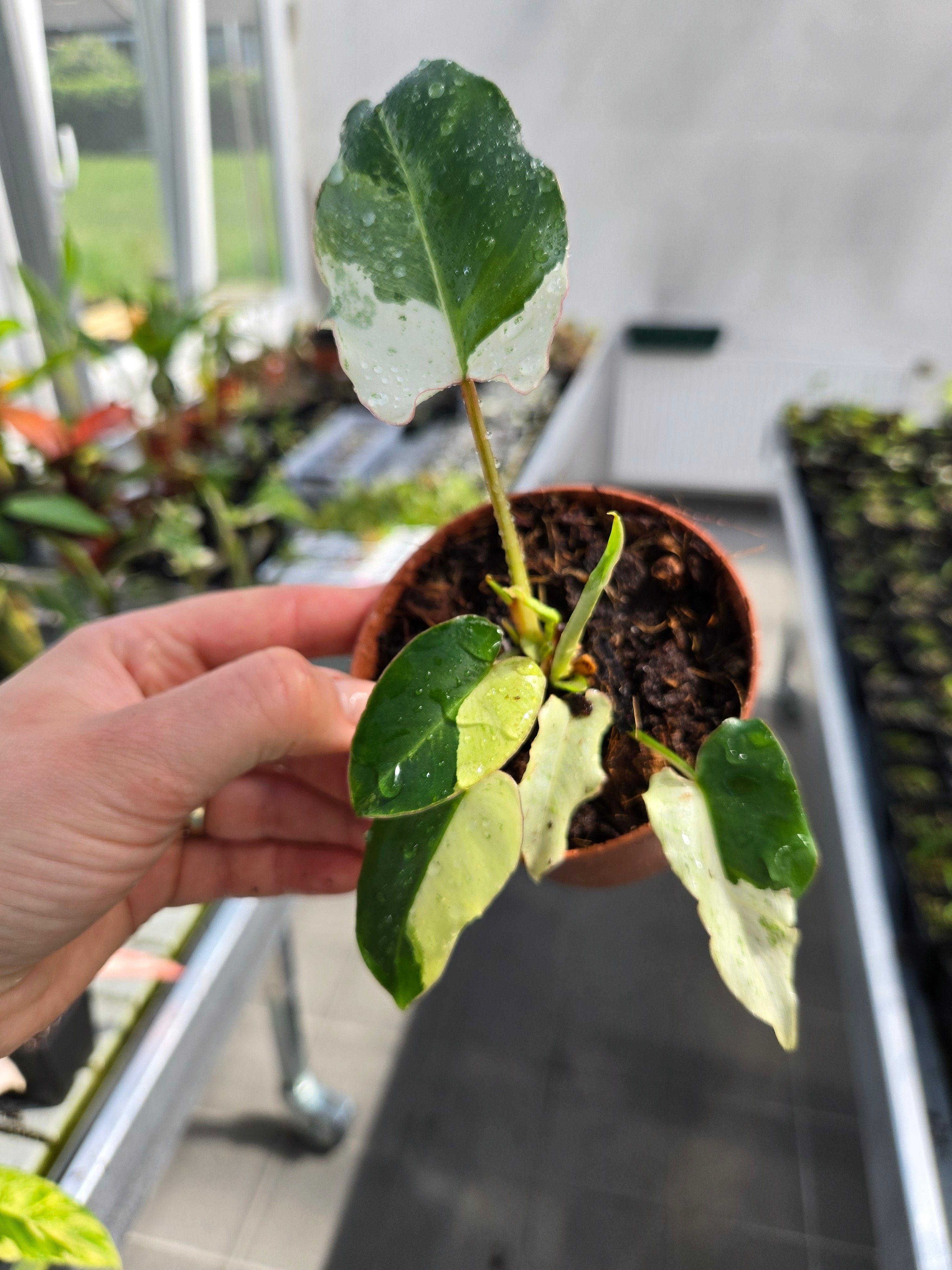 Philodendron Burlemarx Snow White Variegata