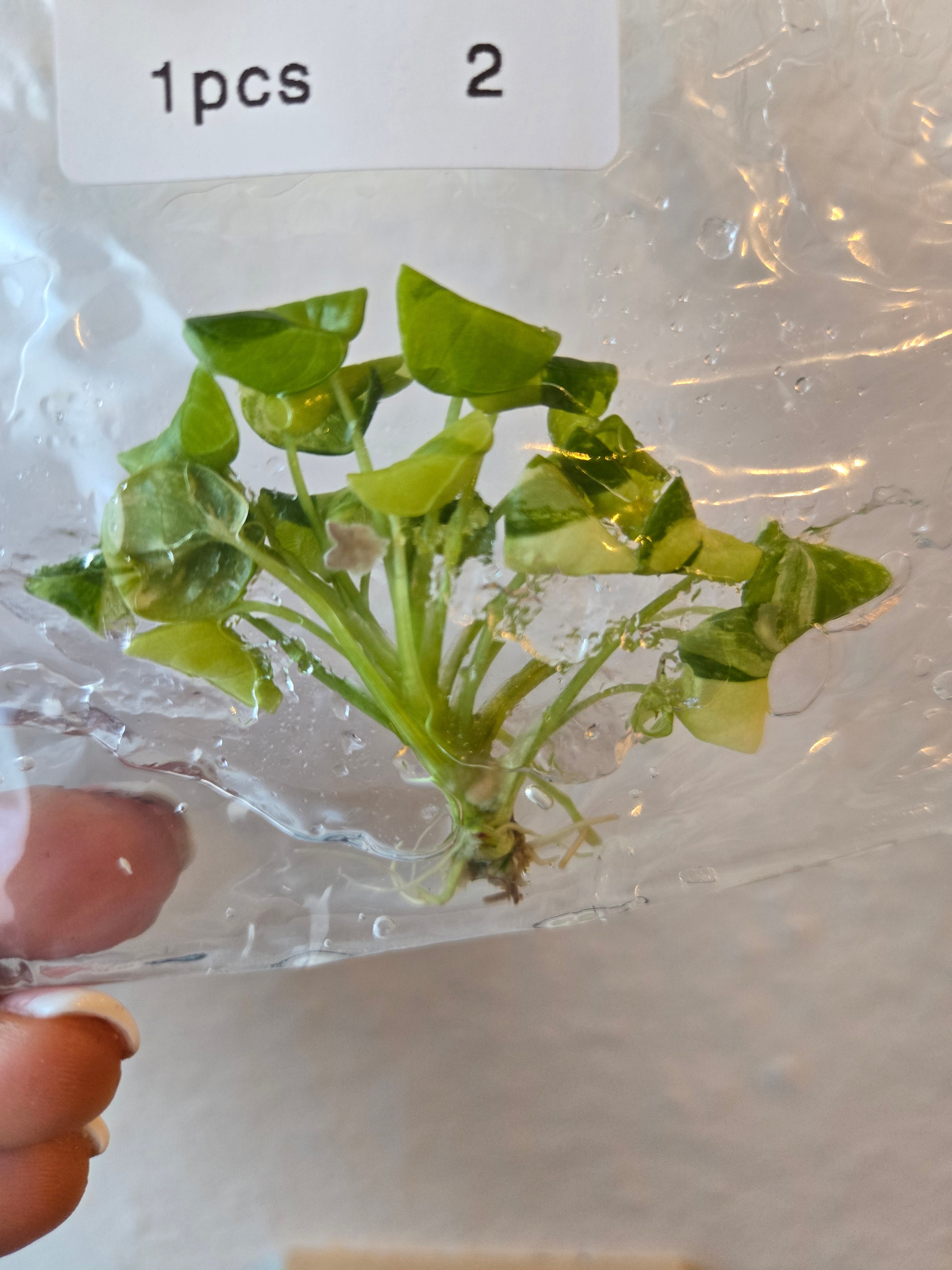 Philodendron Xanadu Variegata