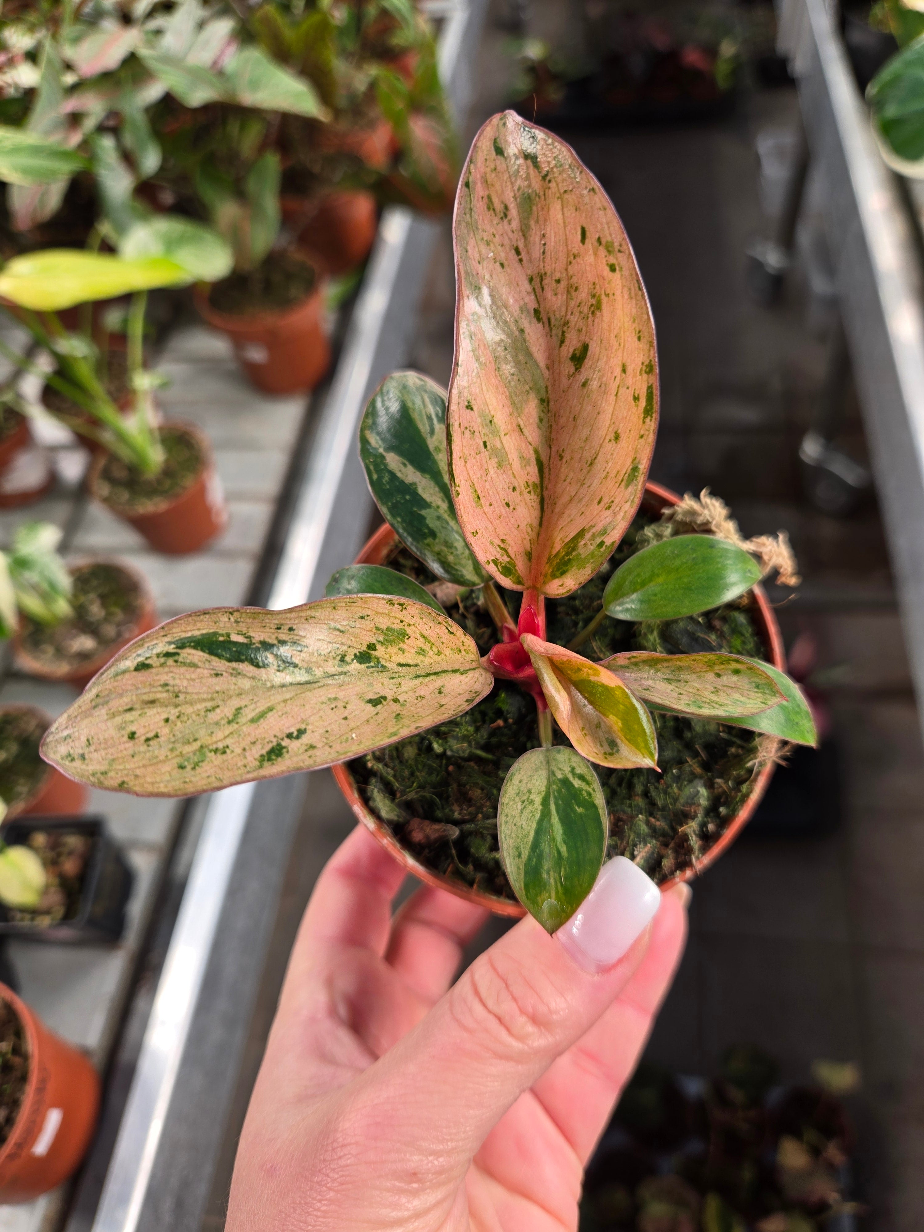 Philodendron red Congo darf mint