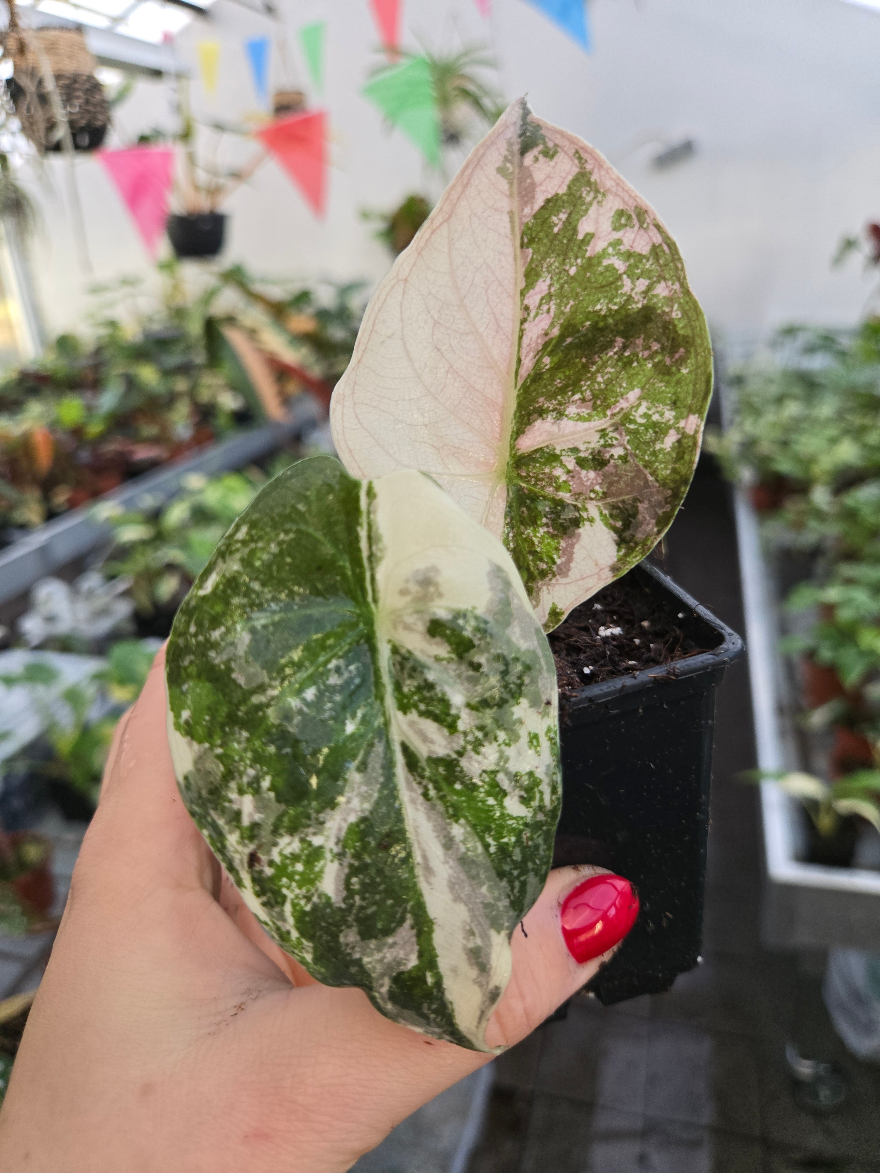 Alocasia Wentii Pink Variegated - TC -