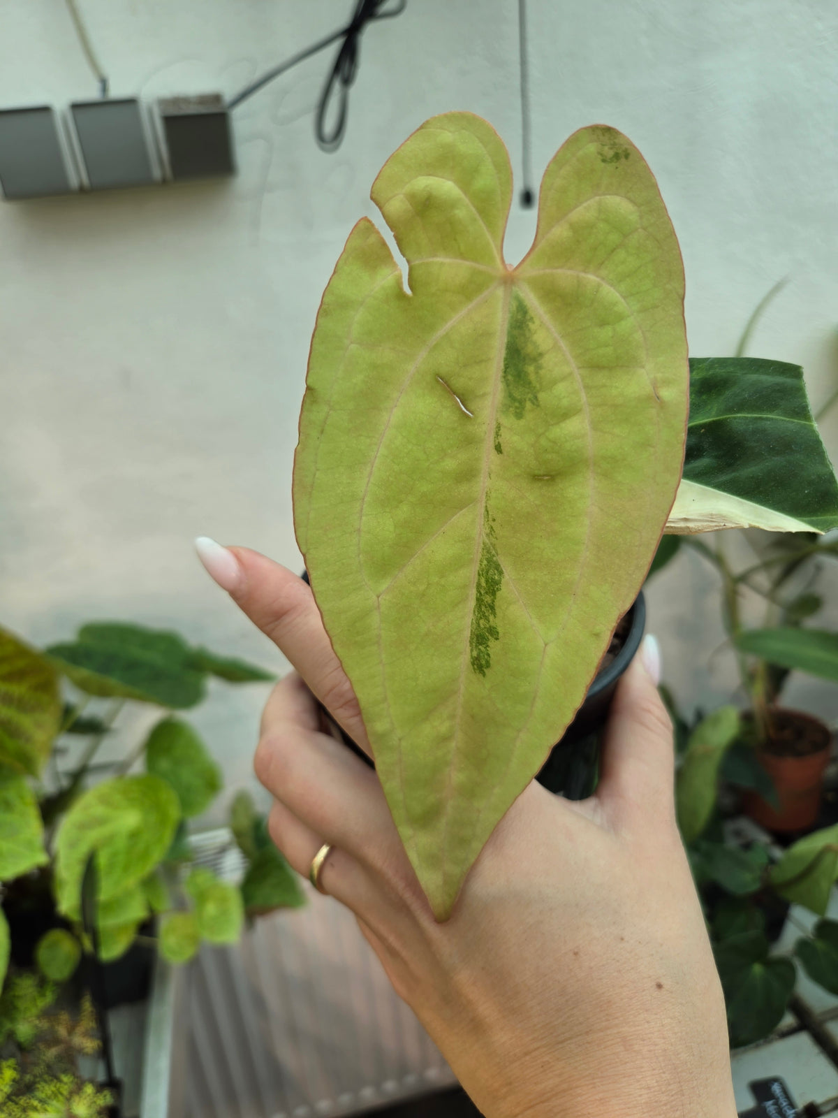 Anthurium Papillianum variegated x bessae X (red Velvet x Zara)