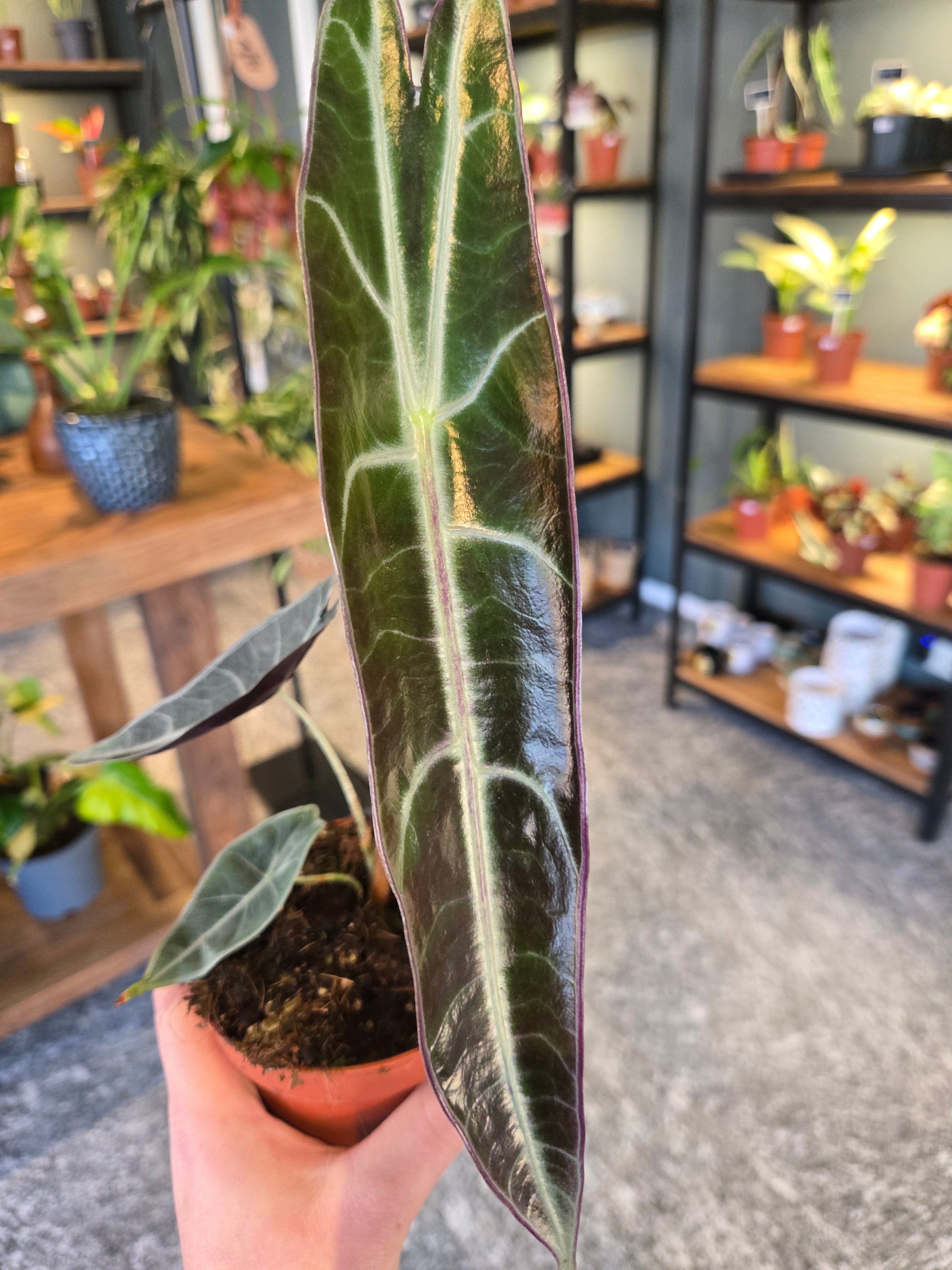 Alocasia Longiloba Purple