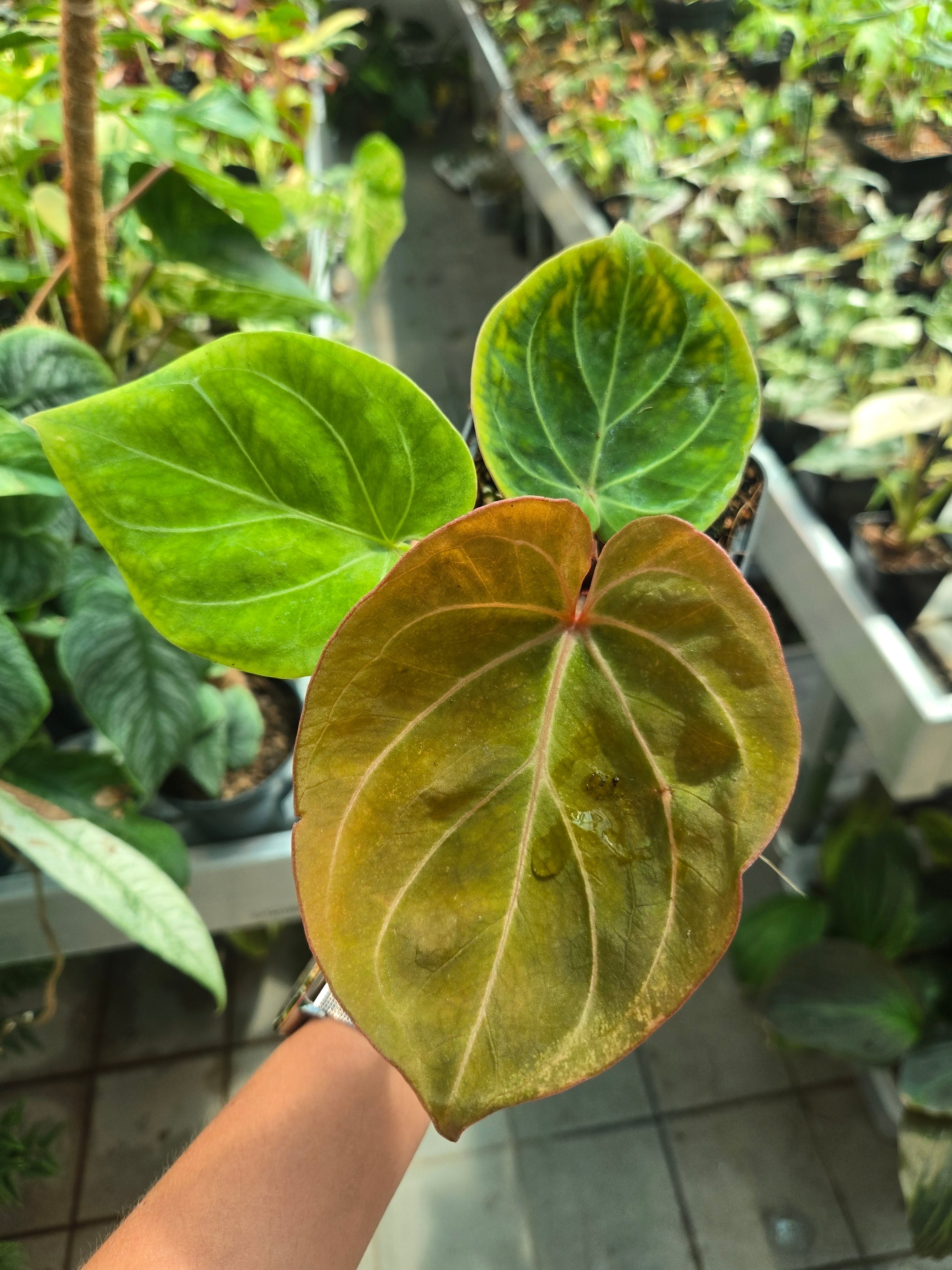 Anthurium King Of Spades Gold -Sadplant