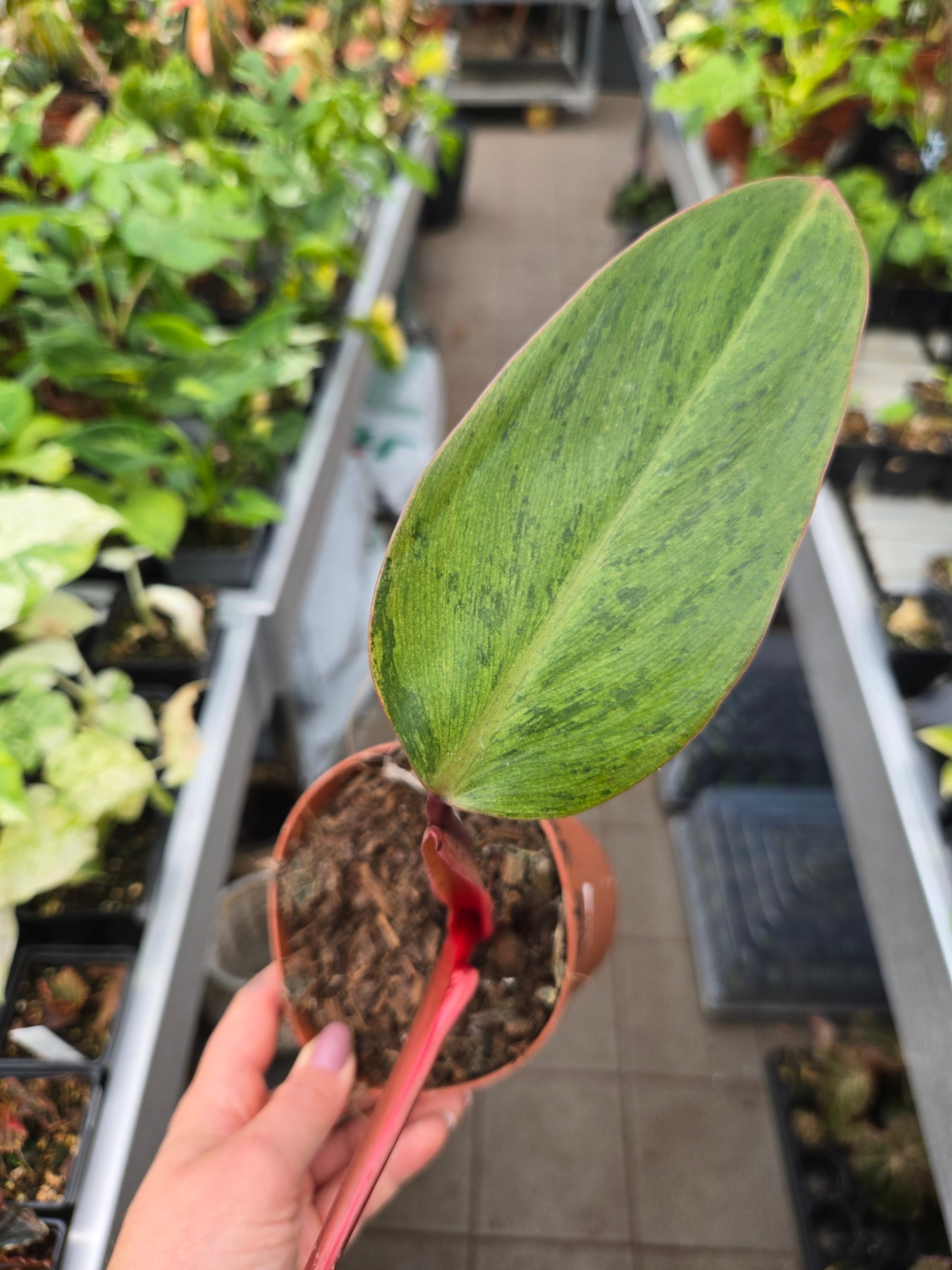 Philodendron Advocado Shake