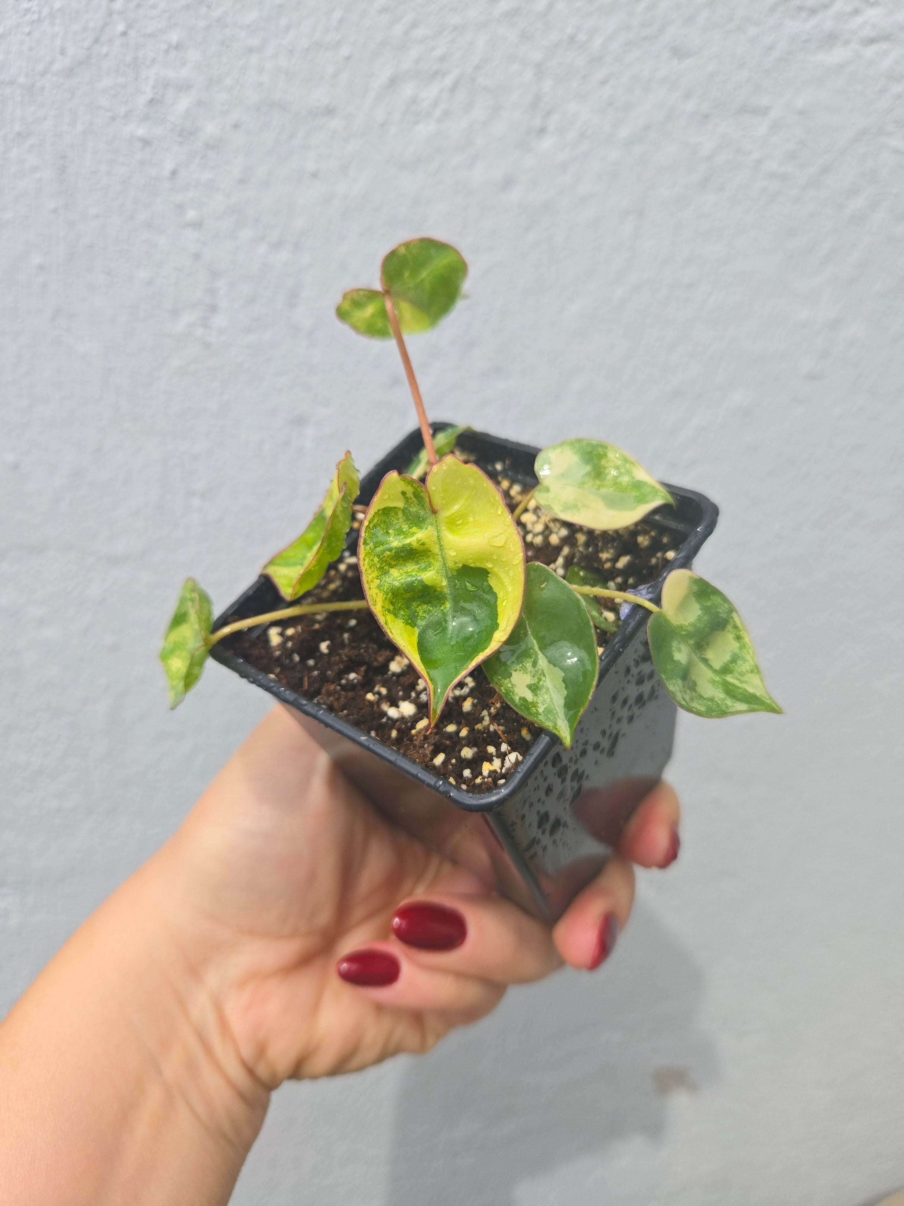 Philodendron Billietiae Variegata