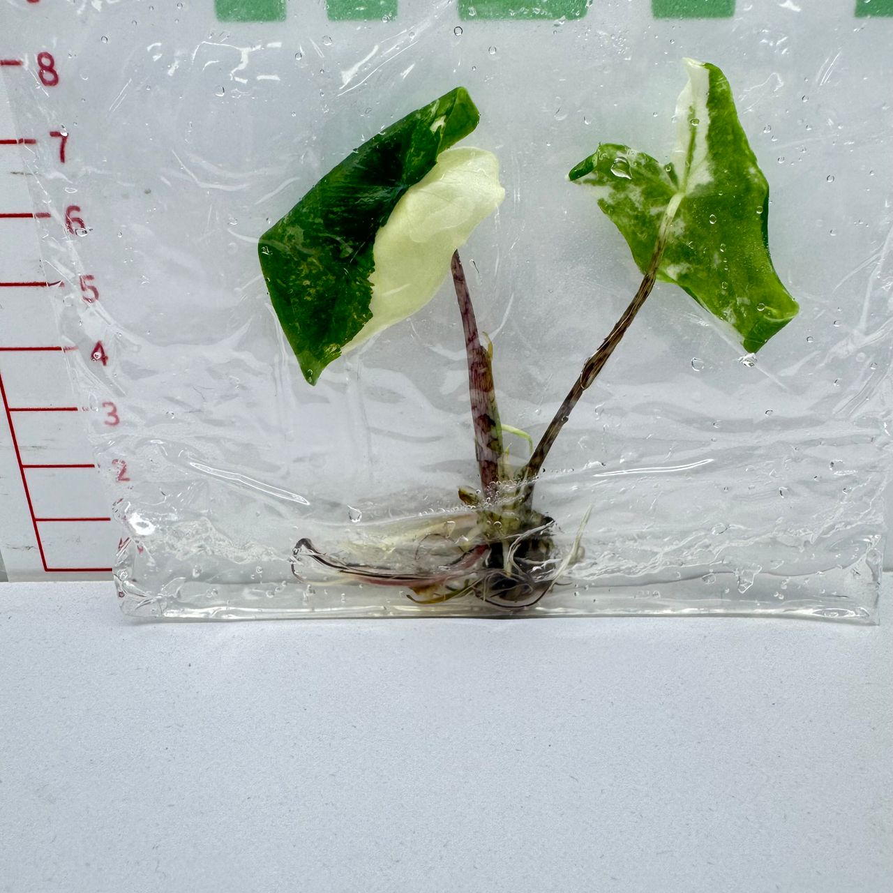 Alocasia Tigrina Superba Variegata - TC -