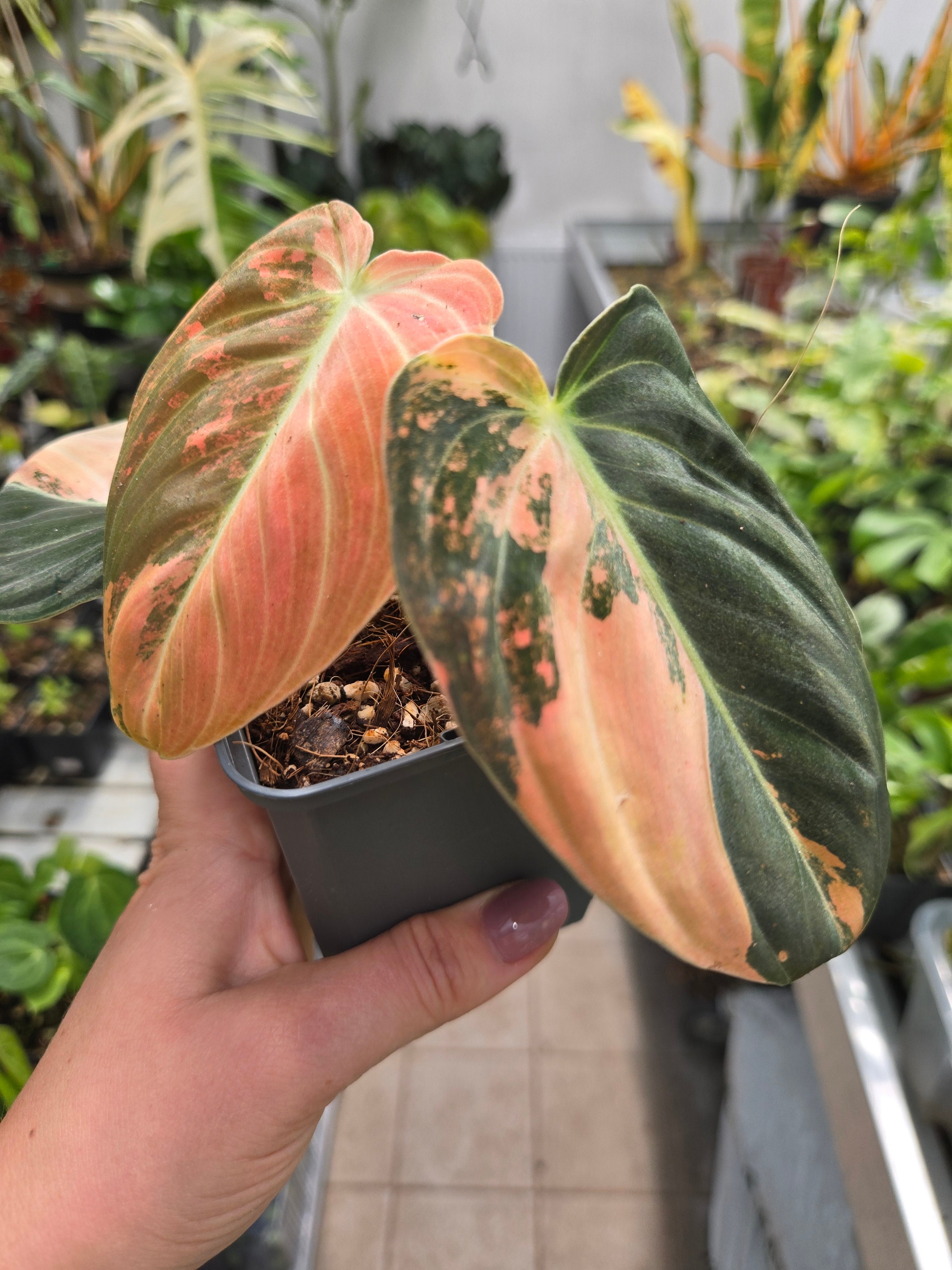 Philodendron Melanchyrsum Orange Pink (Bonfire)