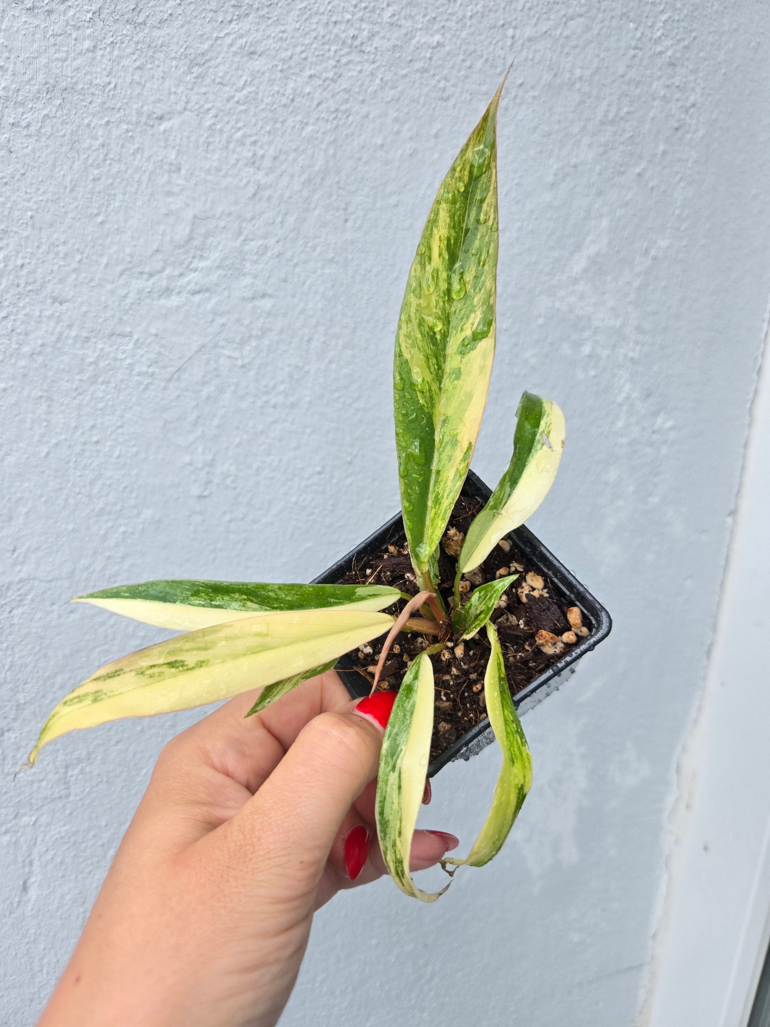 Philodendron Caramel Marble