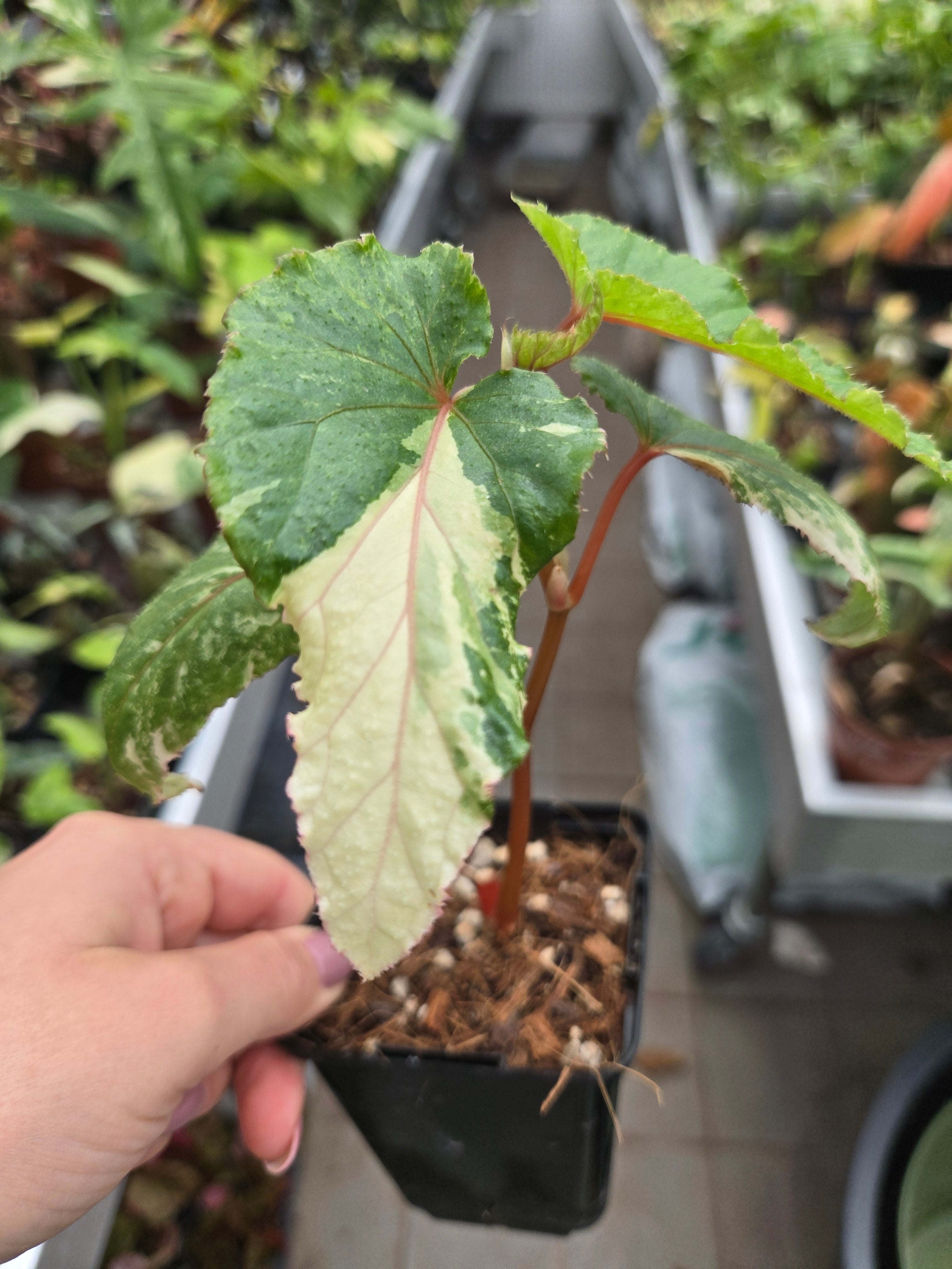 Begonia sp Albo pink Vein