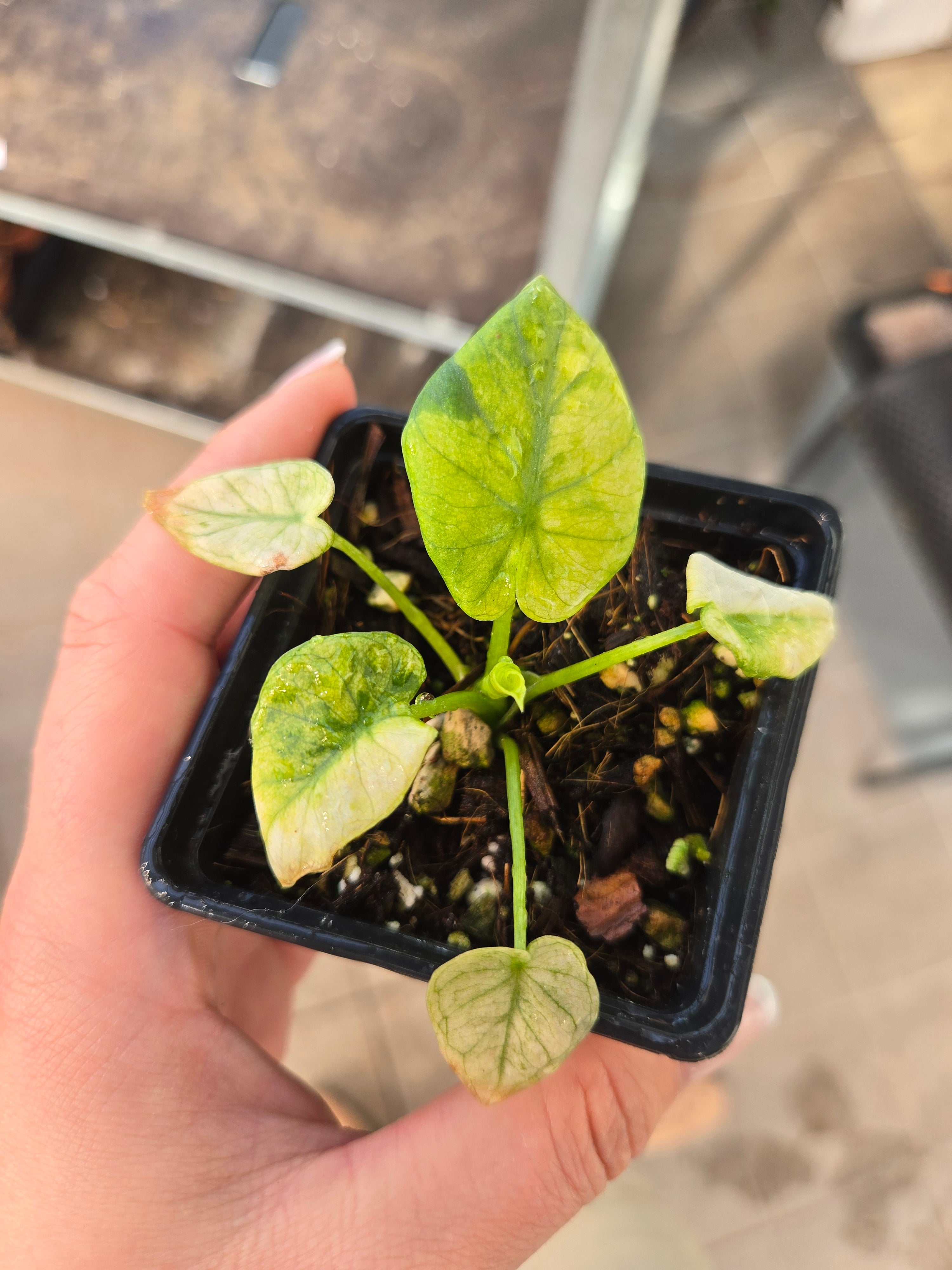 Alocasia Regale Shield Aurea