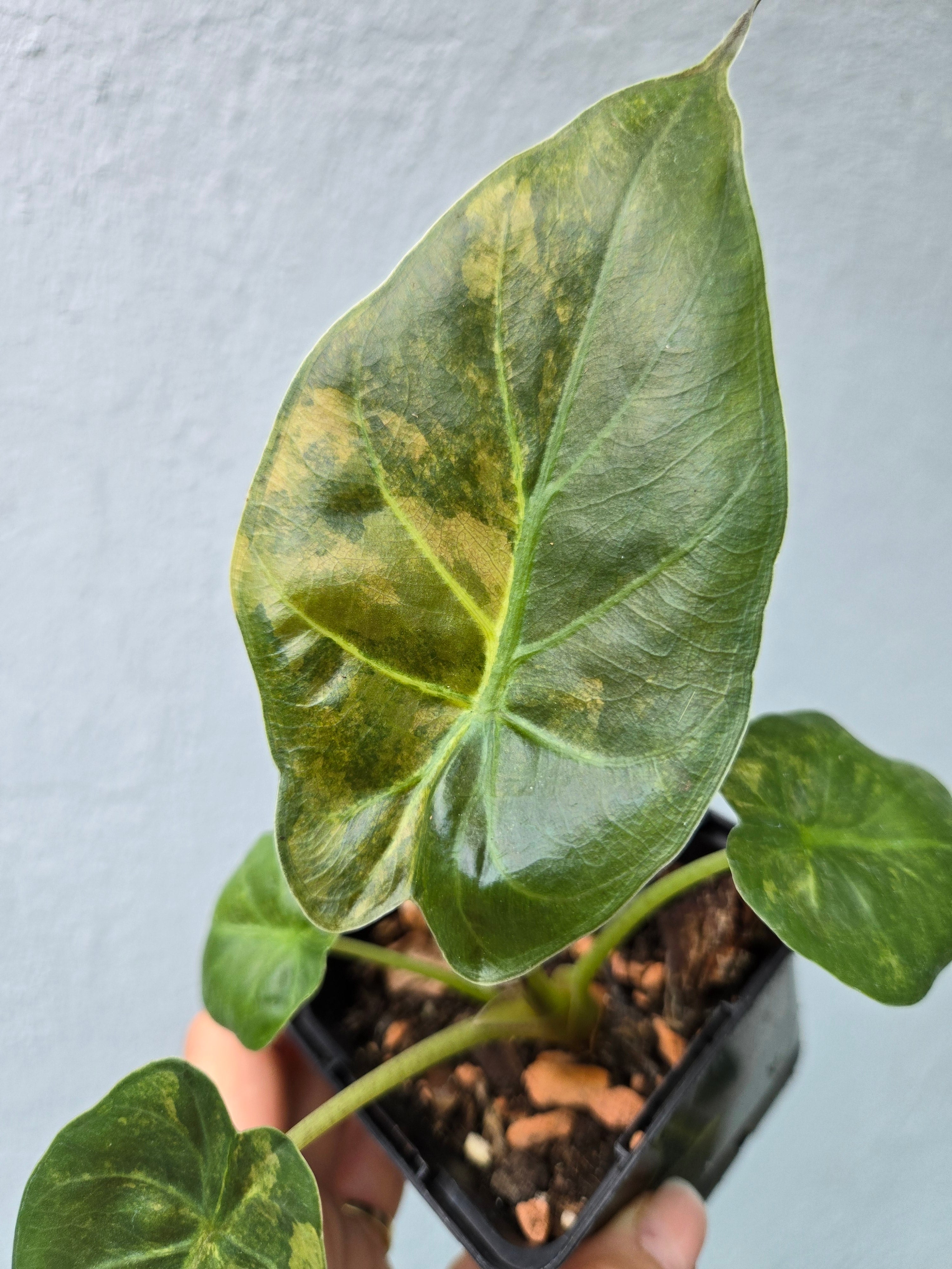 Alocasia Wentii Variegata