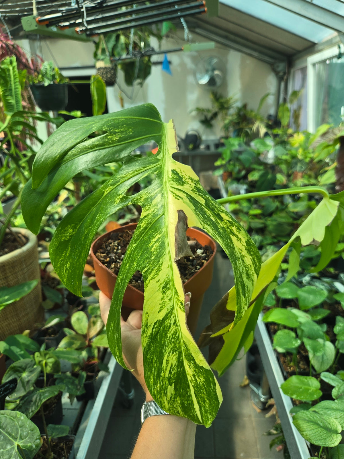 Monstera Aurea Kopfsteckling - Sadplant