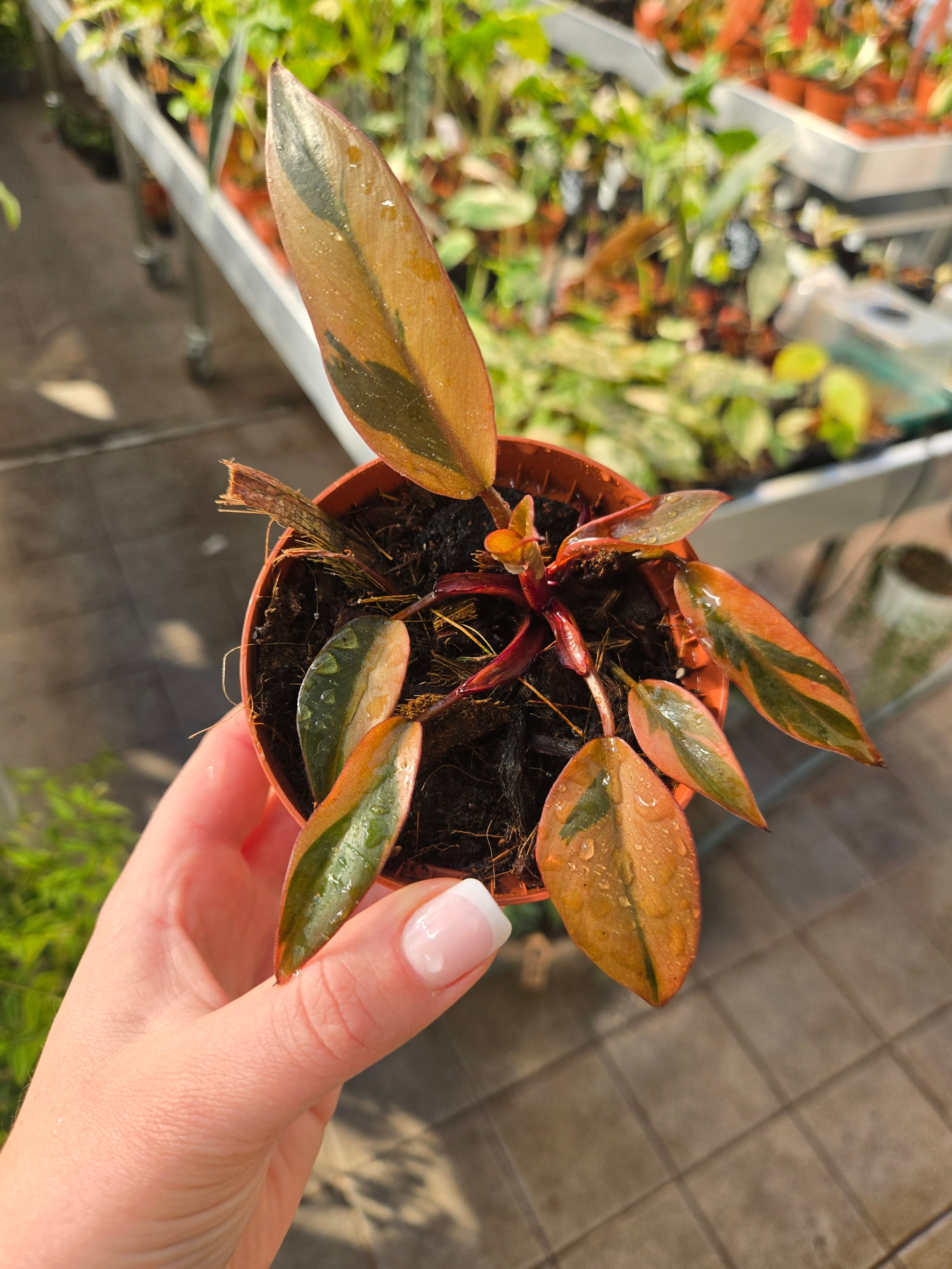 Philodendron Black Cardinal Variegata