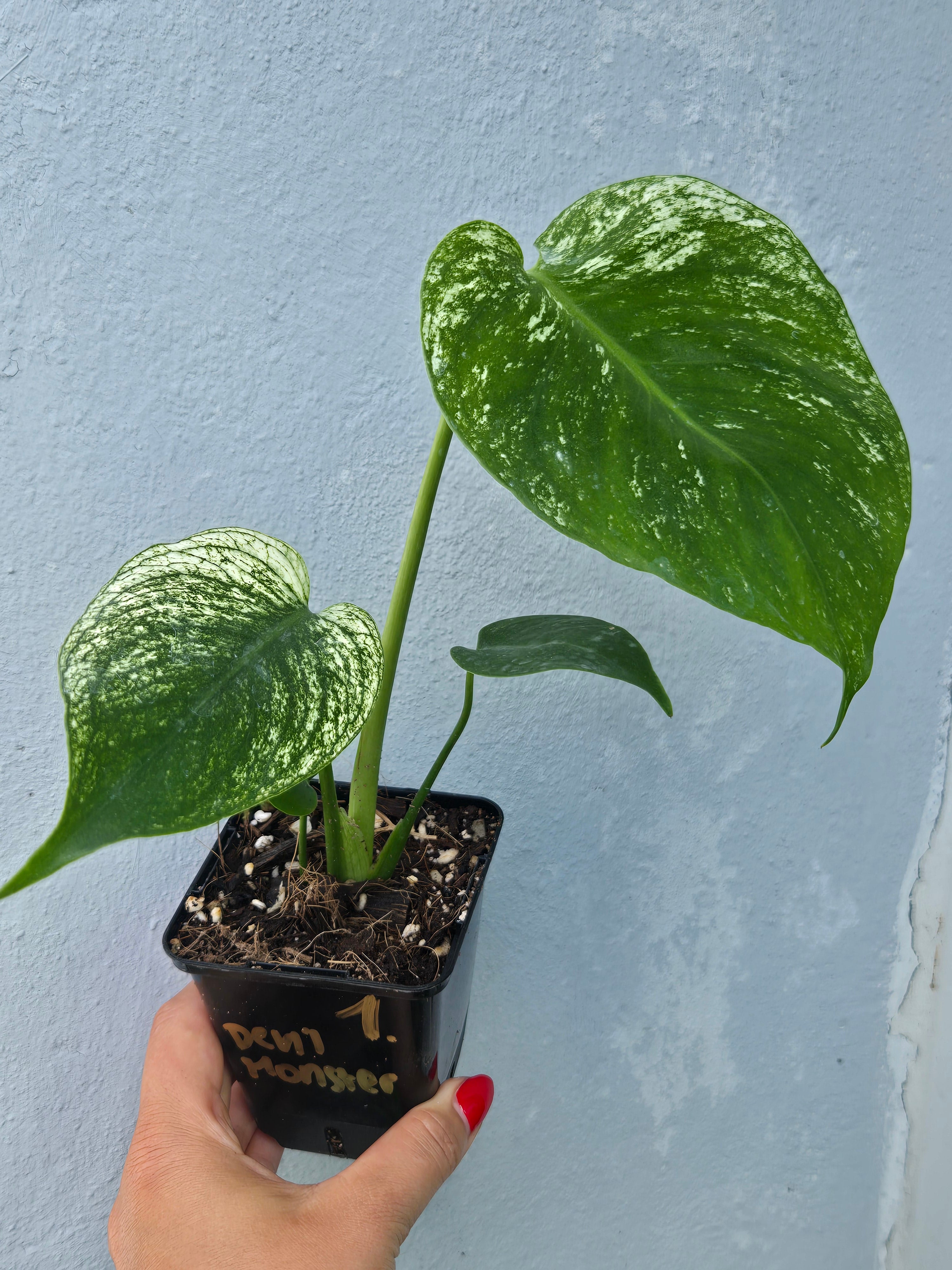 Monstera Devil Monster