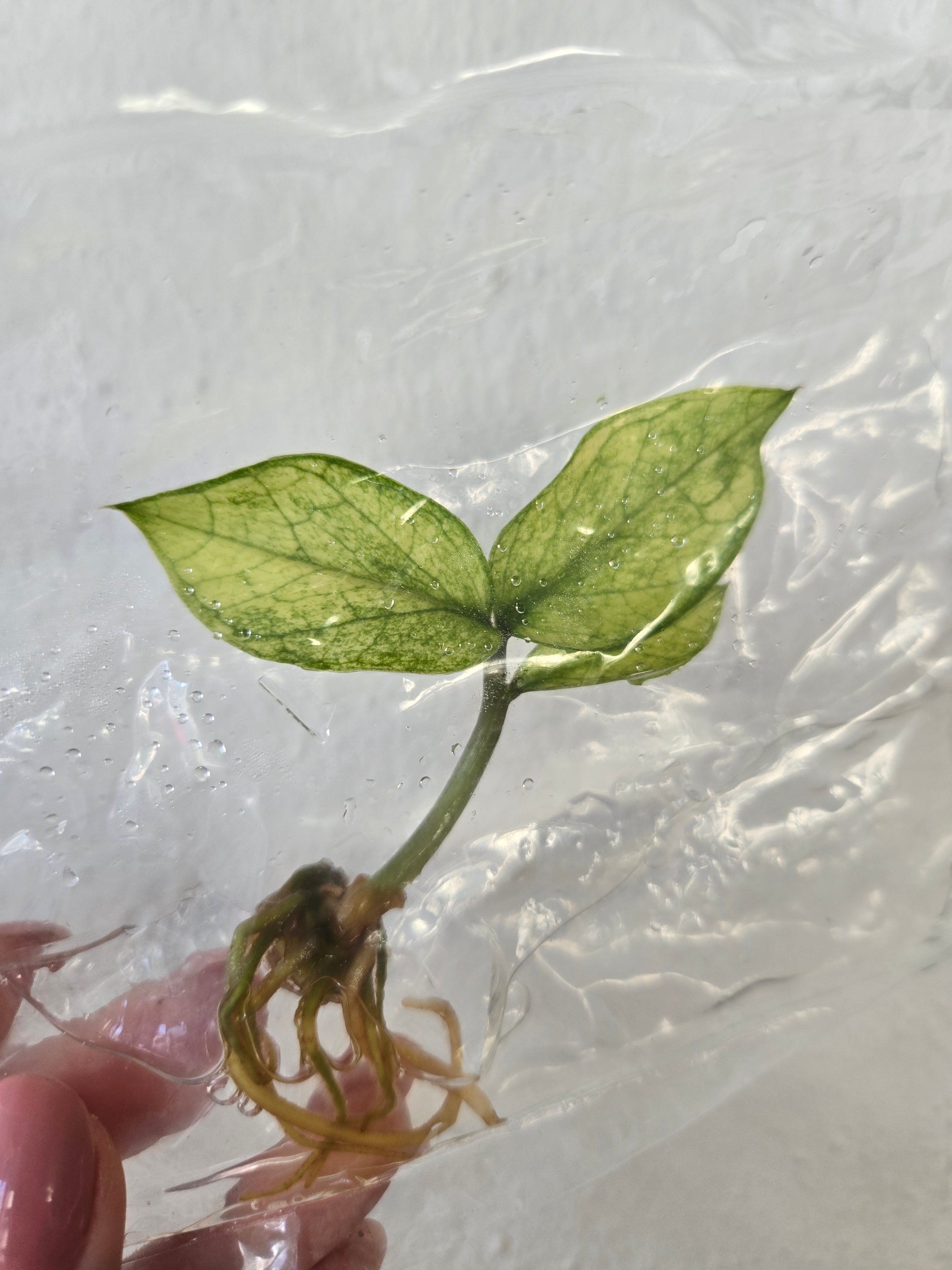 Zamioculcas Zamiifolia Mint - TC