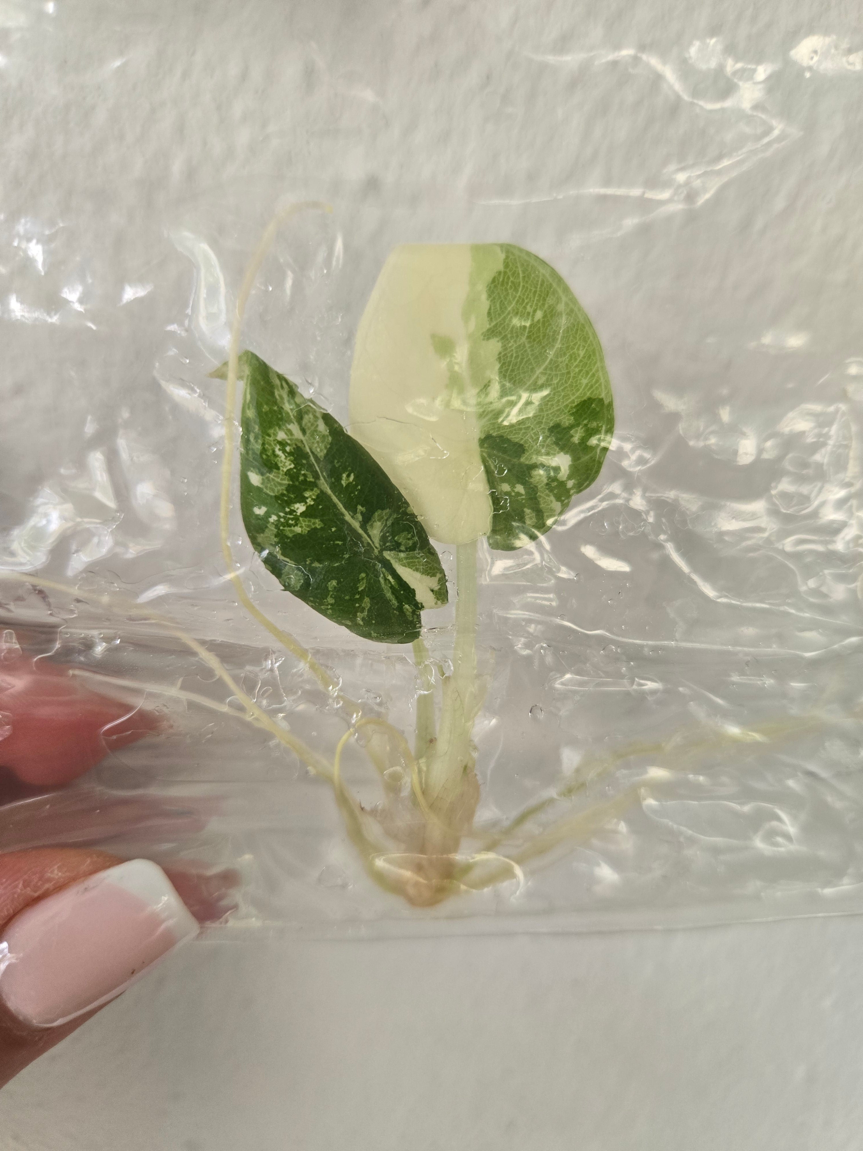 Alocasia Maharani Albo Variegata- TC