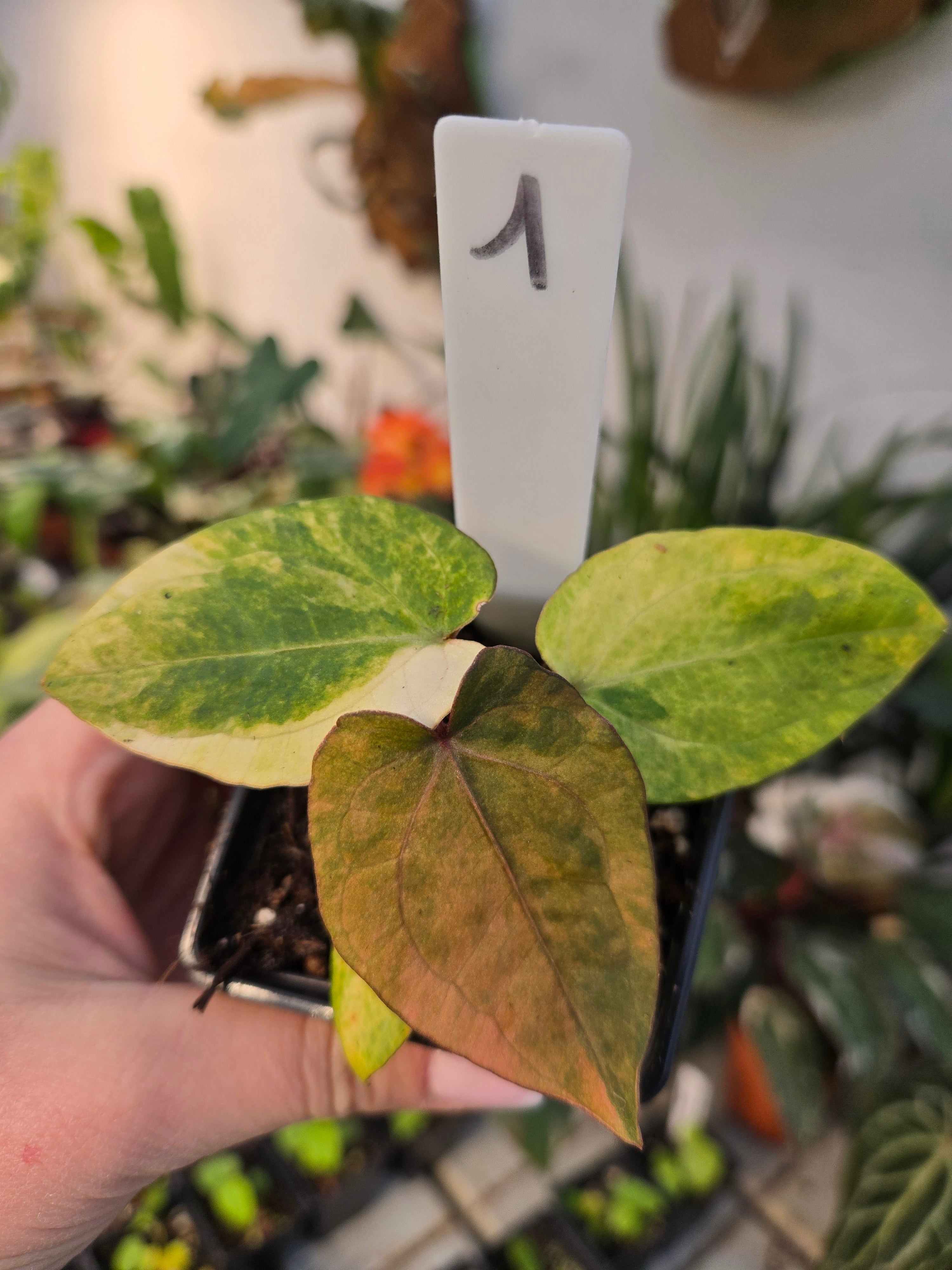Anthurium Red Vein Dark Phönix Variegata RVDP