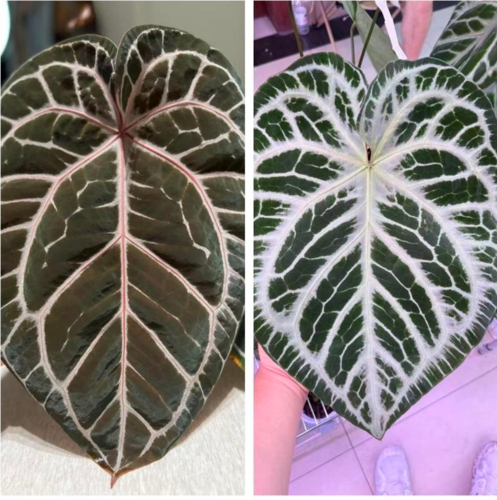 Anthurium Red Crystallinum (from Taiwan)- TC