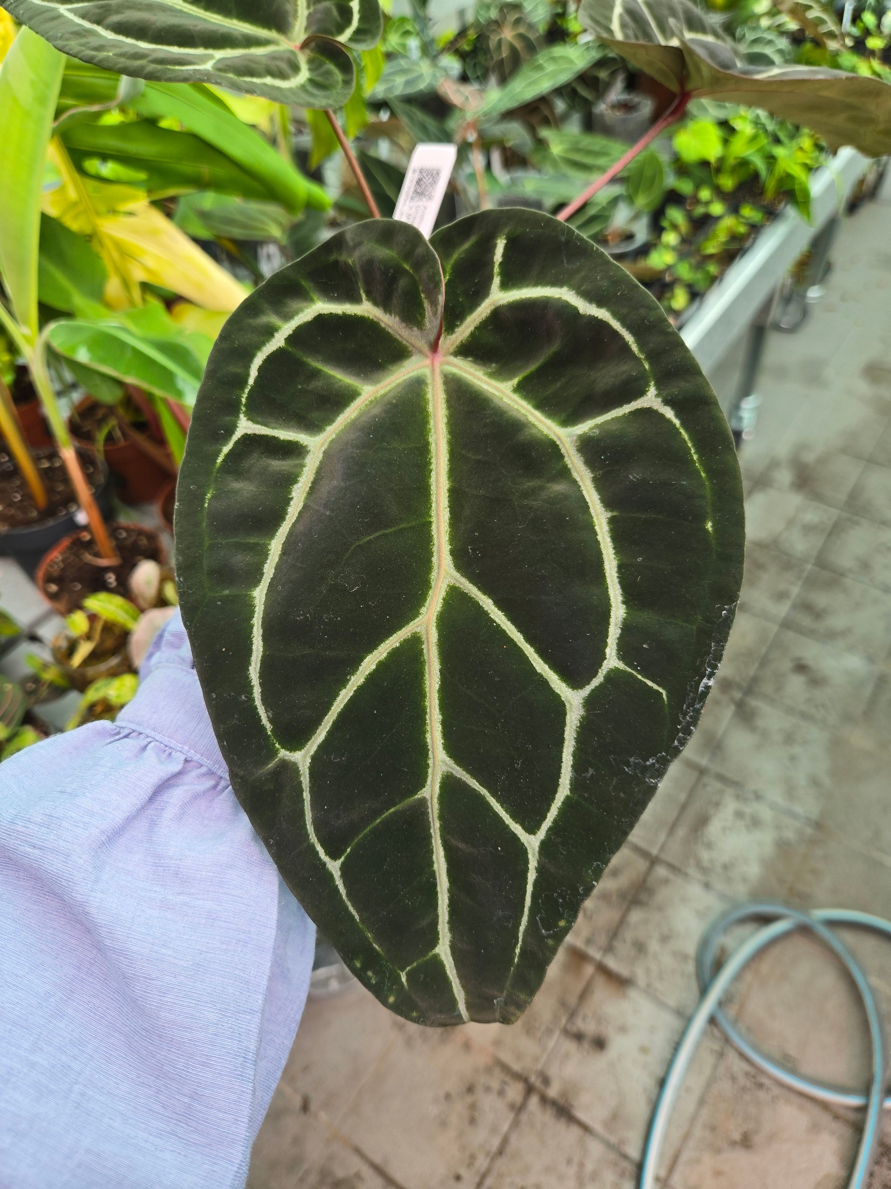 Anthurium Magnificum dark x Doc Block F2 x Michelle