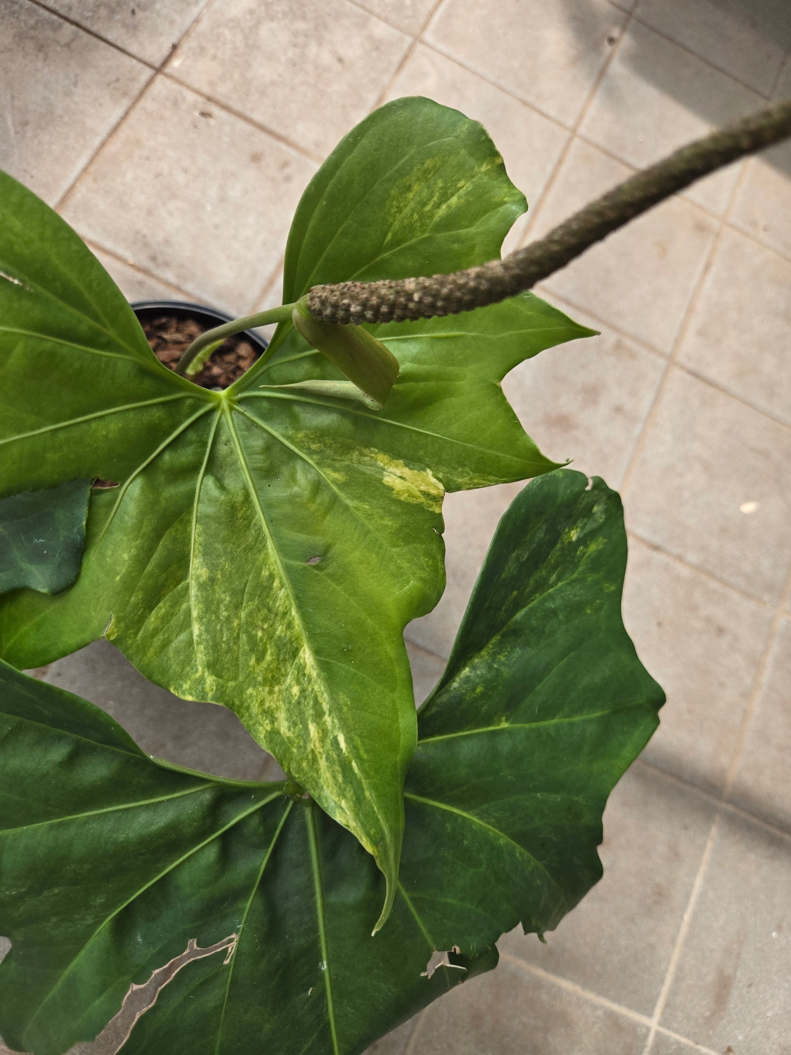 Anthurium Pterodactyl Variegata
