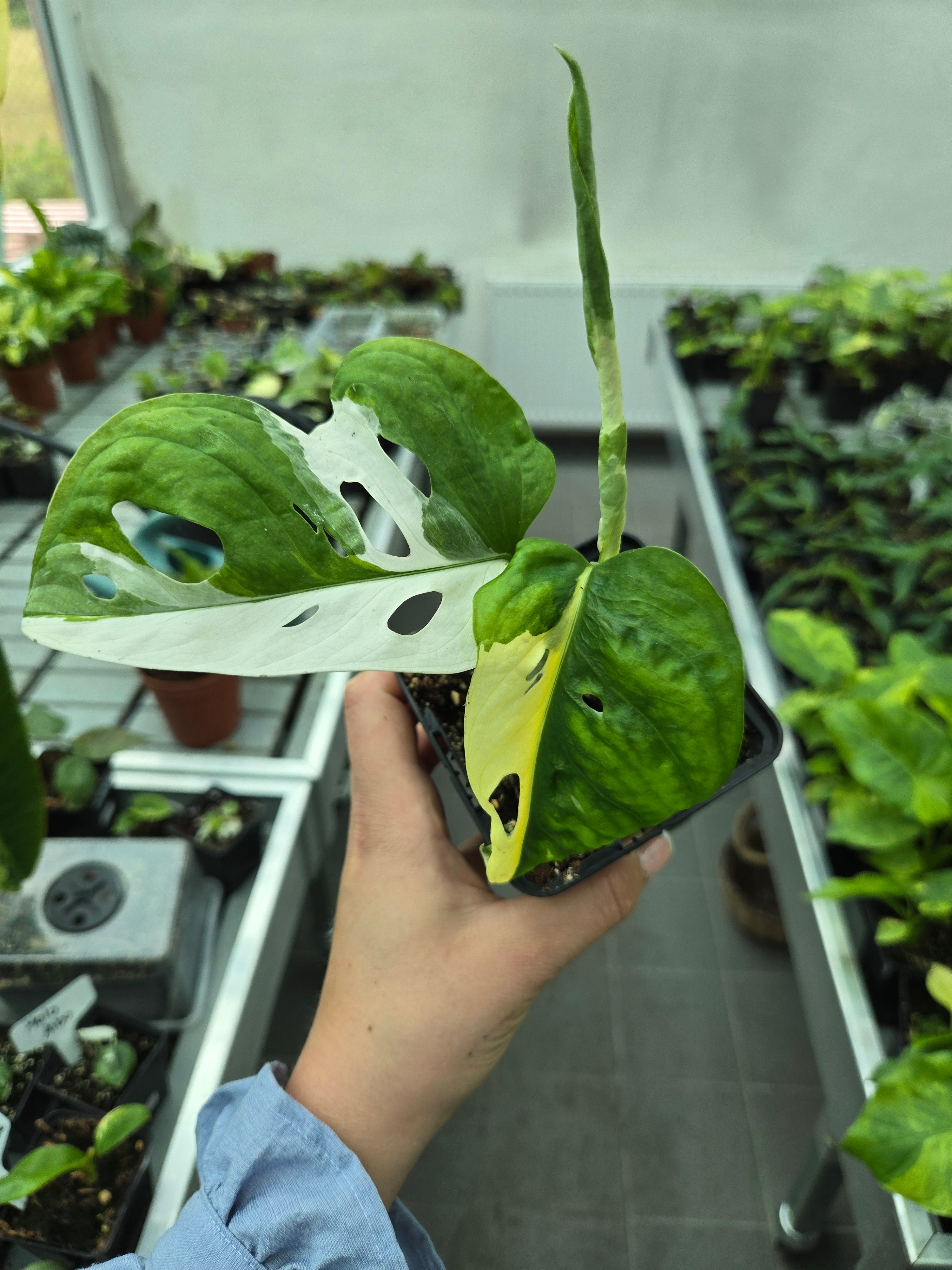 Monstera Adansonii Variegata