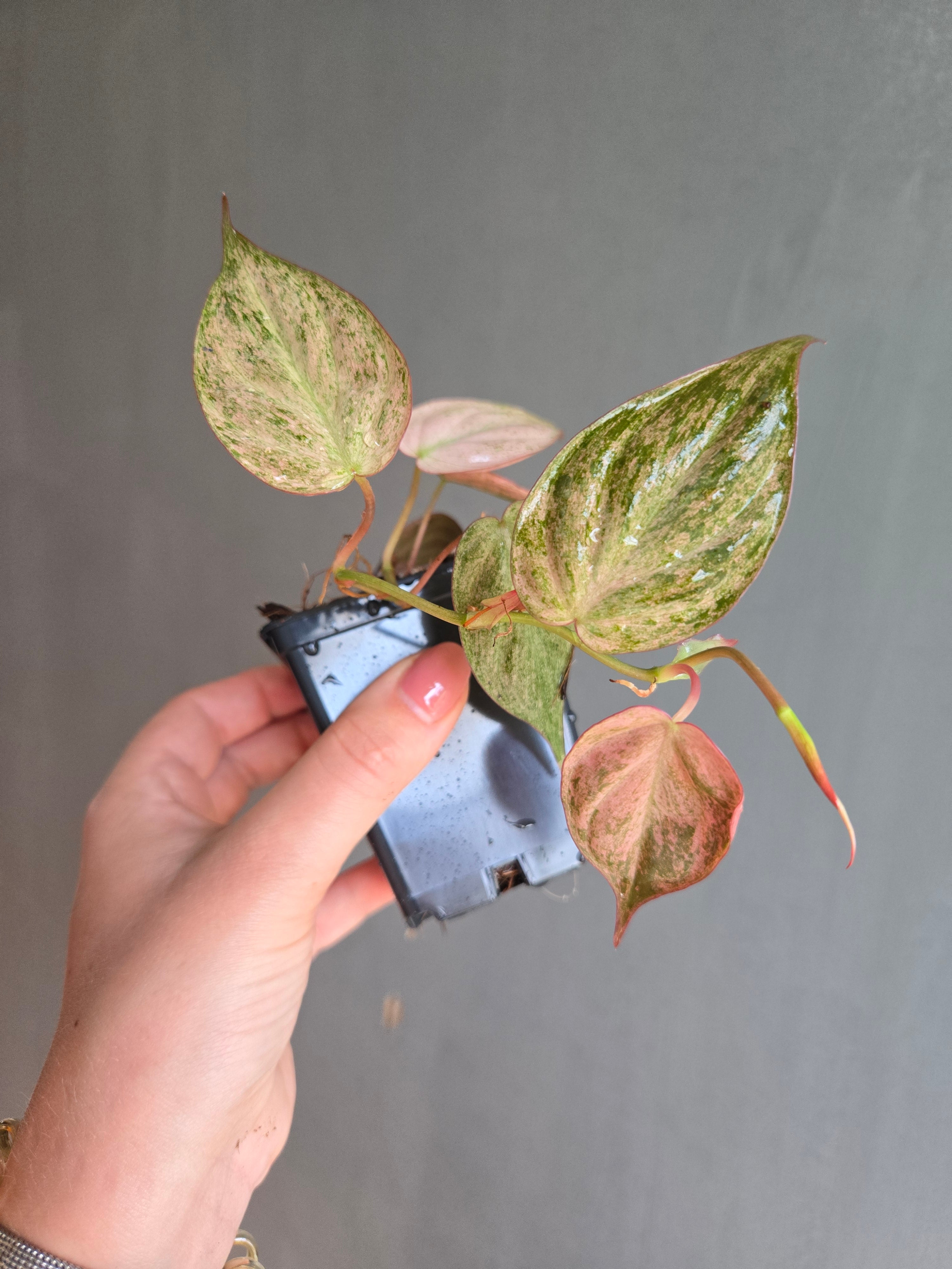 Philodendron Micans Mint Marble Variegated