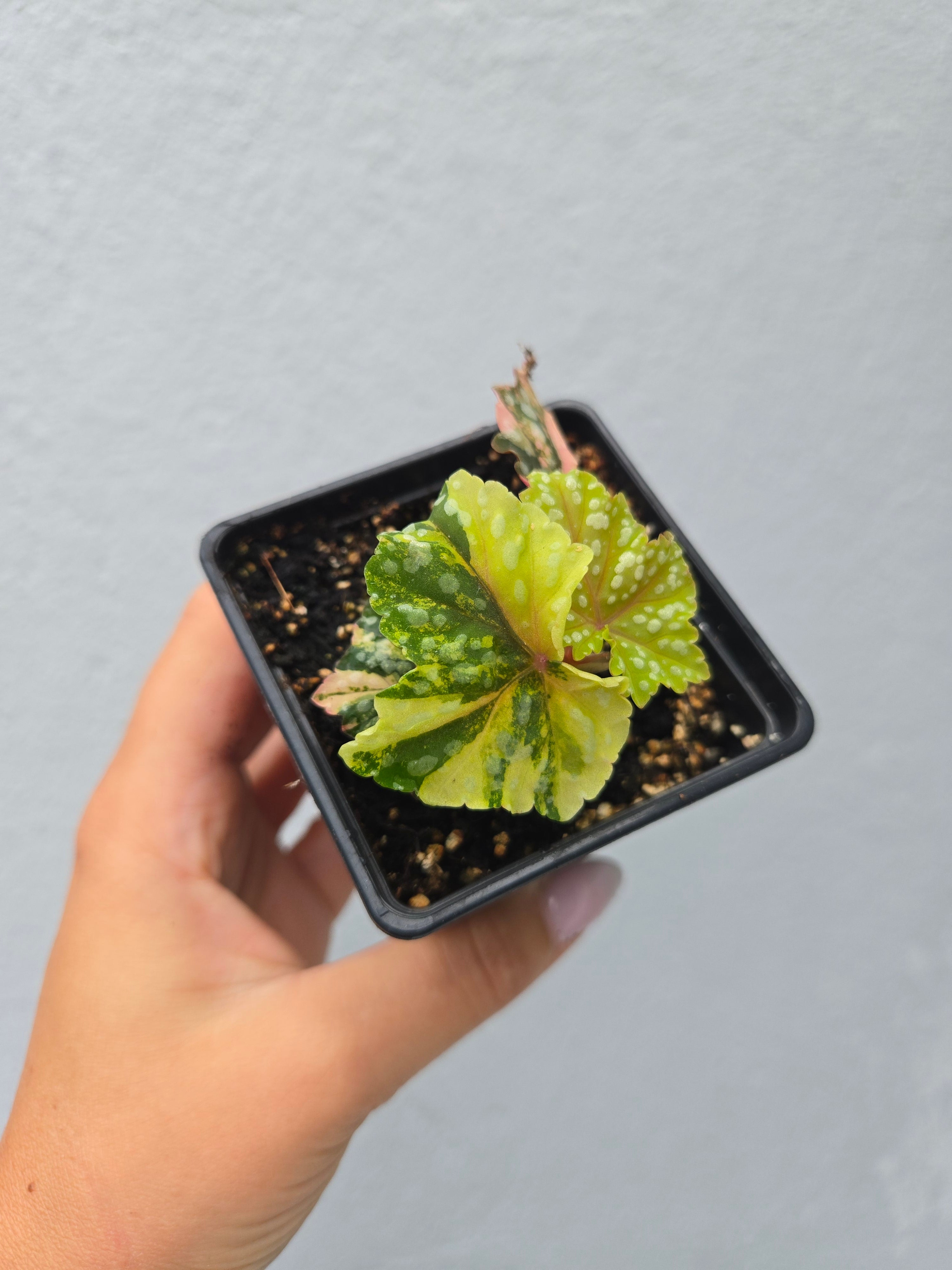 Begonia izumo no Kiraboshi Variegated
