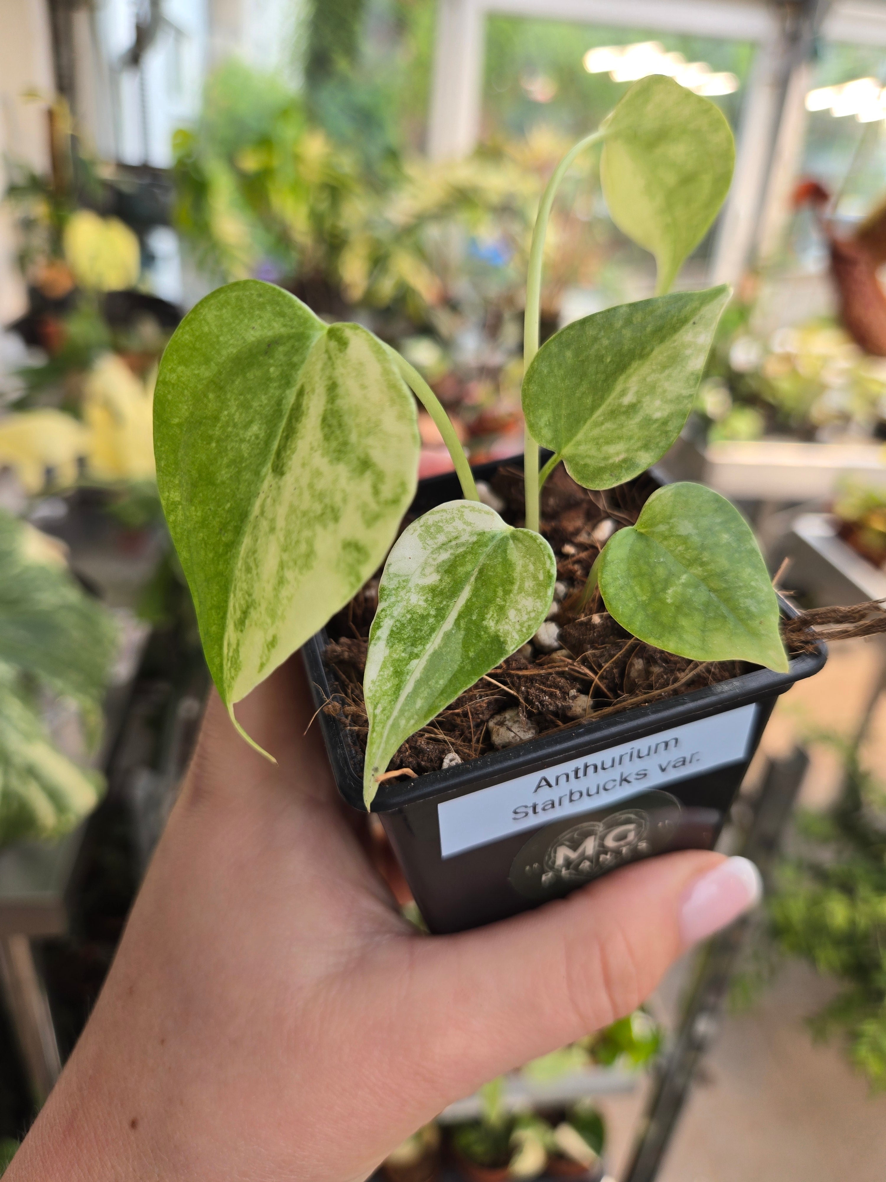 Anthurium Starbucks variegata