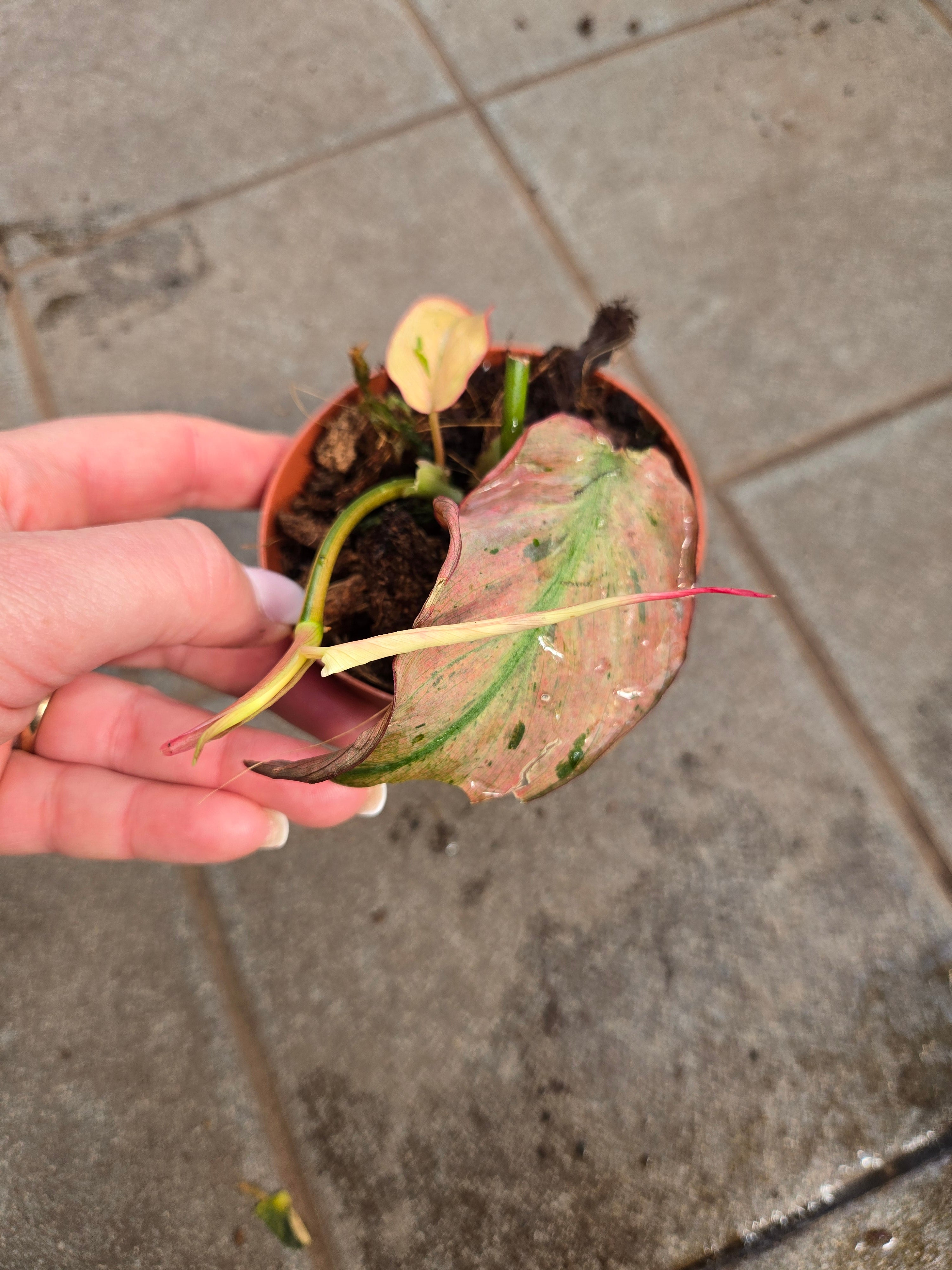 Philodendron Micans Mint