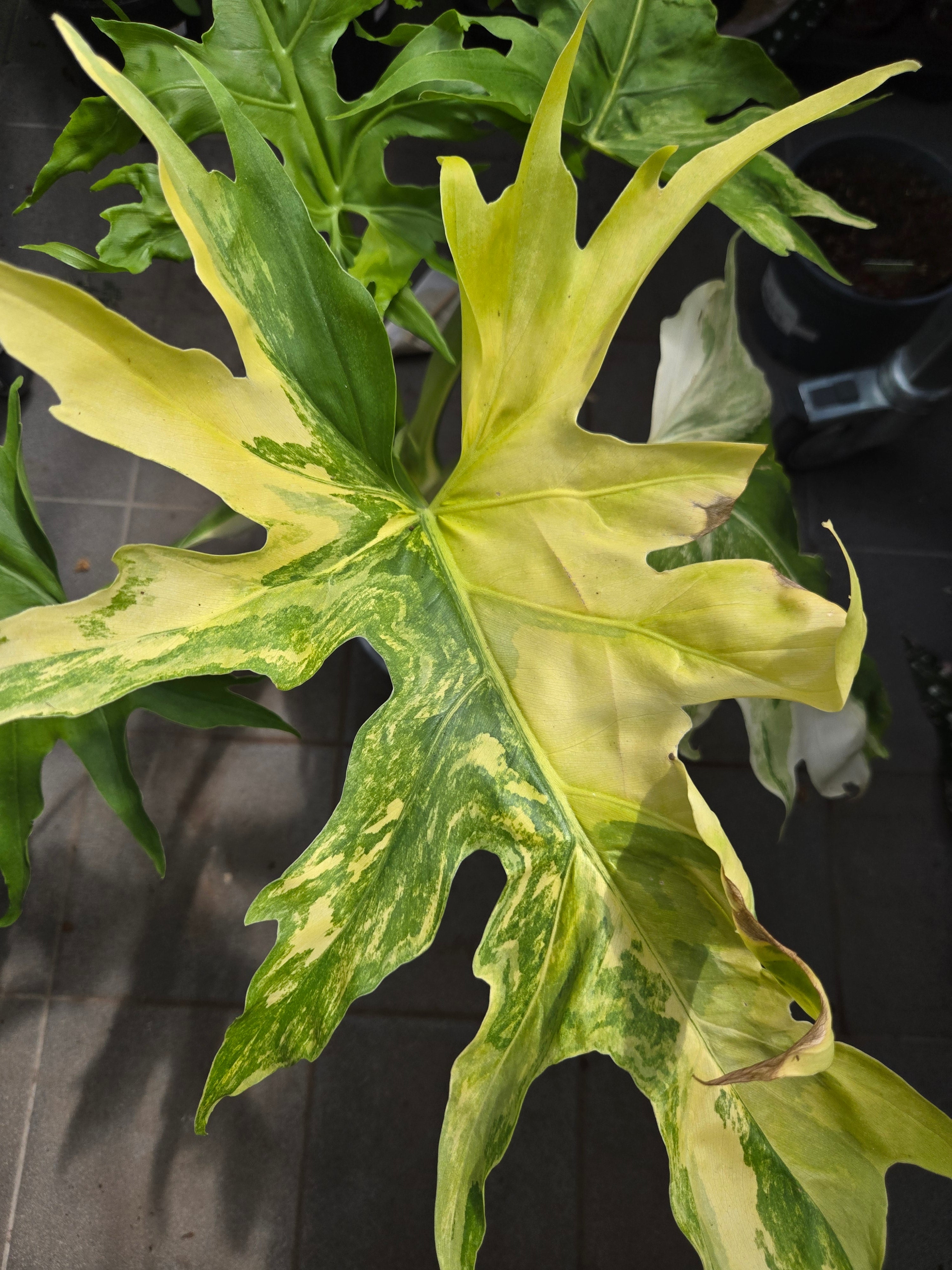 Philodendron Warscewiczii Aurea
