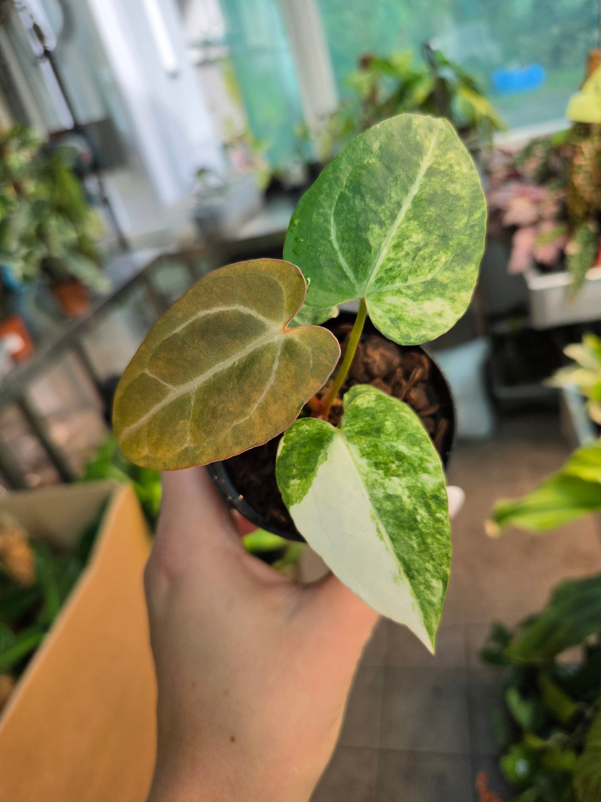 Anthurium Papillianum var. x Crystallinum x Michelle Variegated