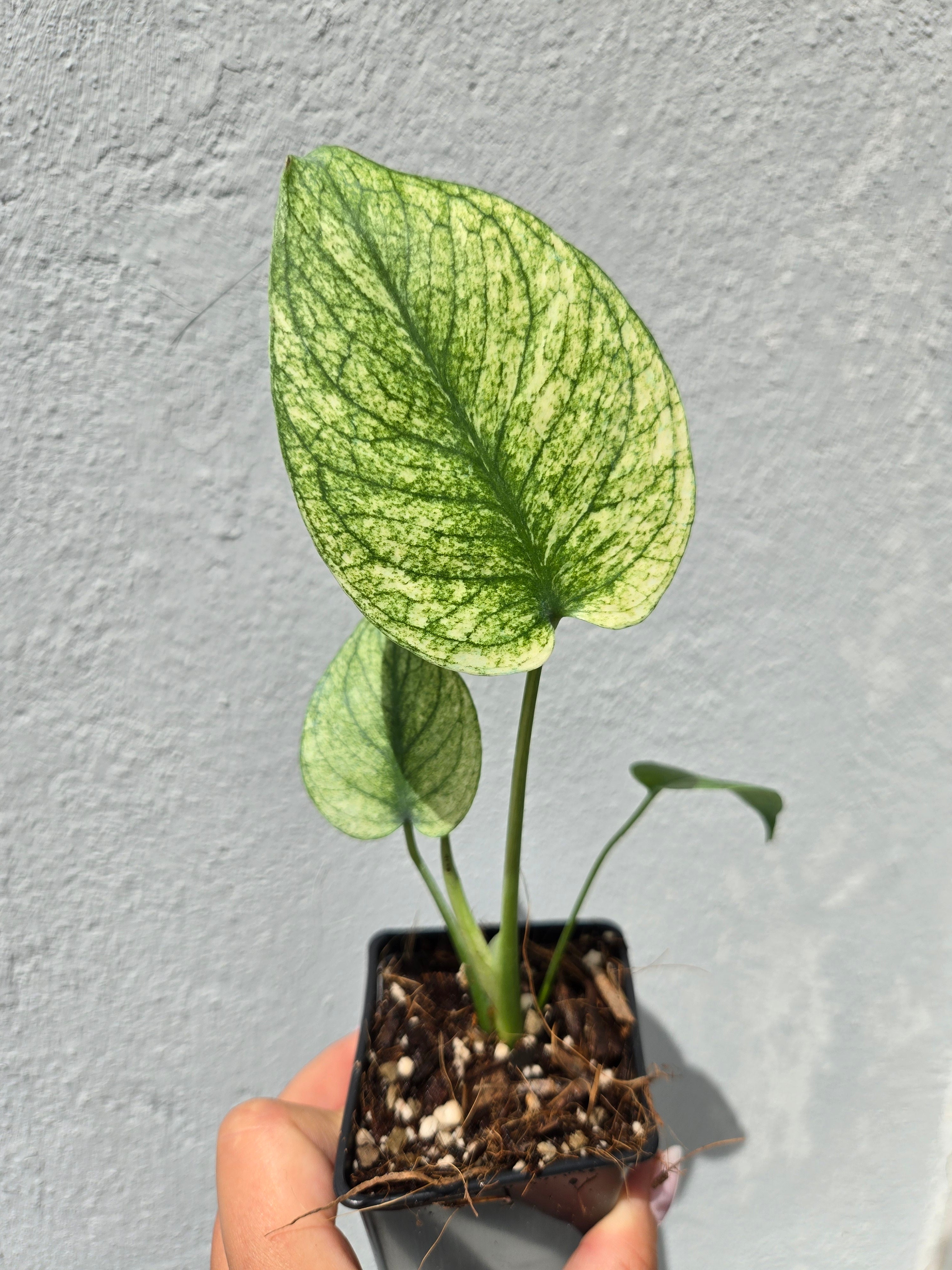 Monstera White Monster