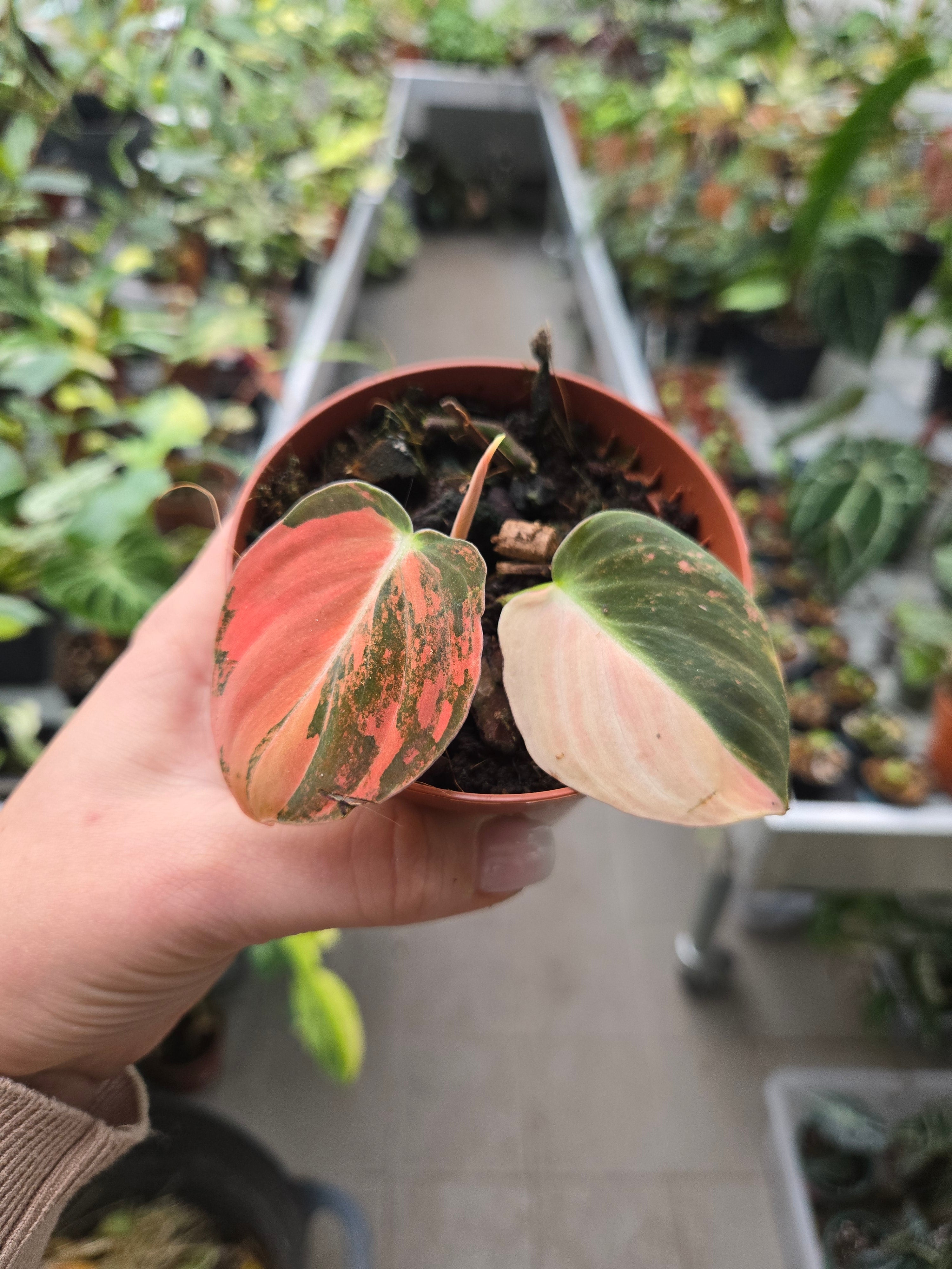 Philodendron Melanochrysum Pink Variegata