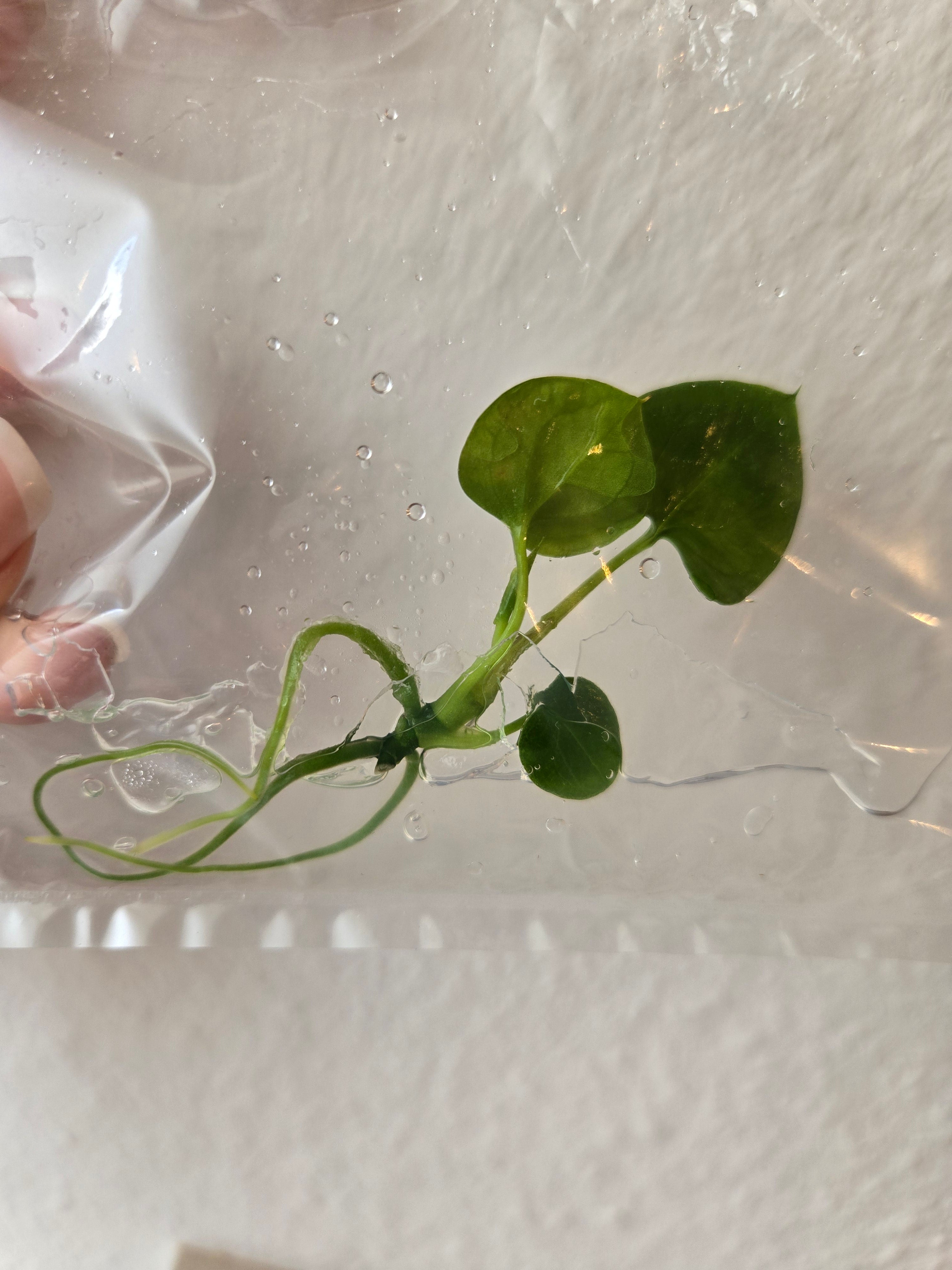 Anthurium Black Magic