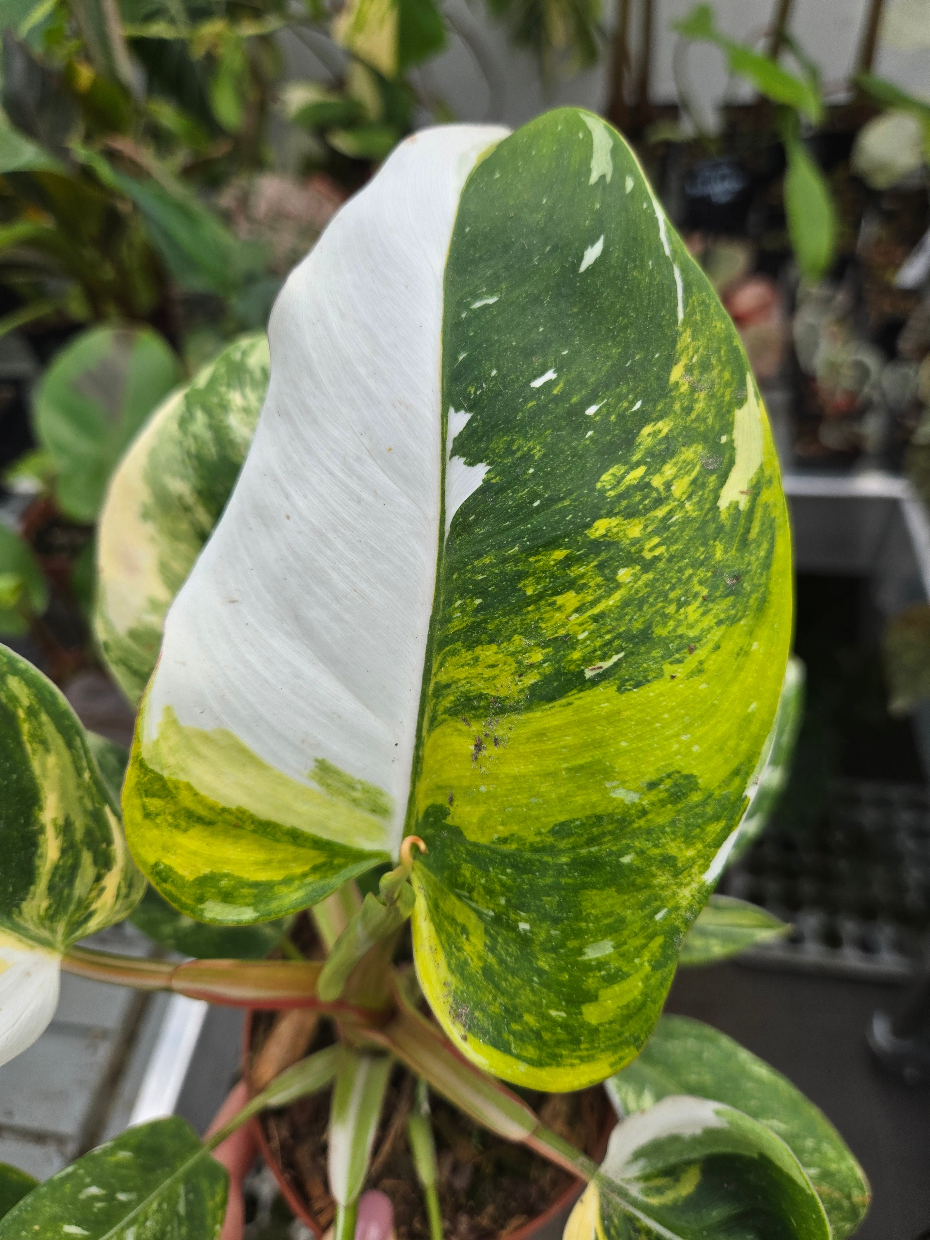 Philodendron White Princess Aurea (echte)