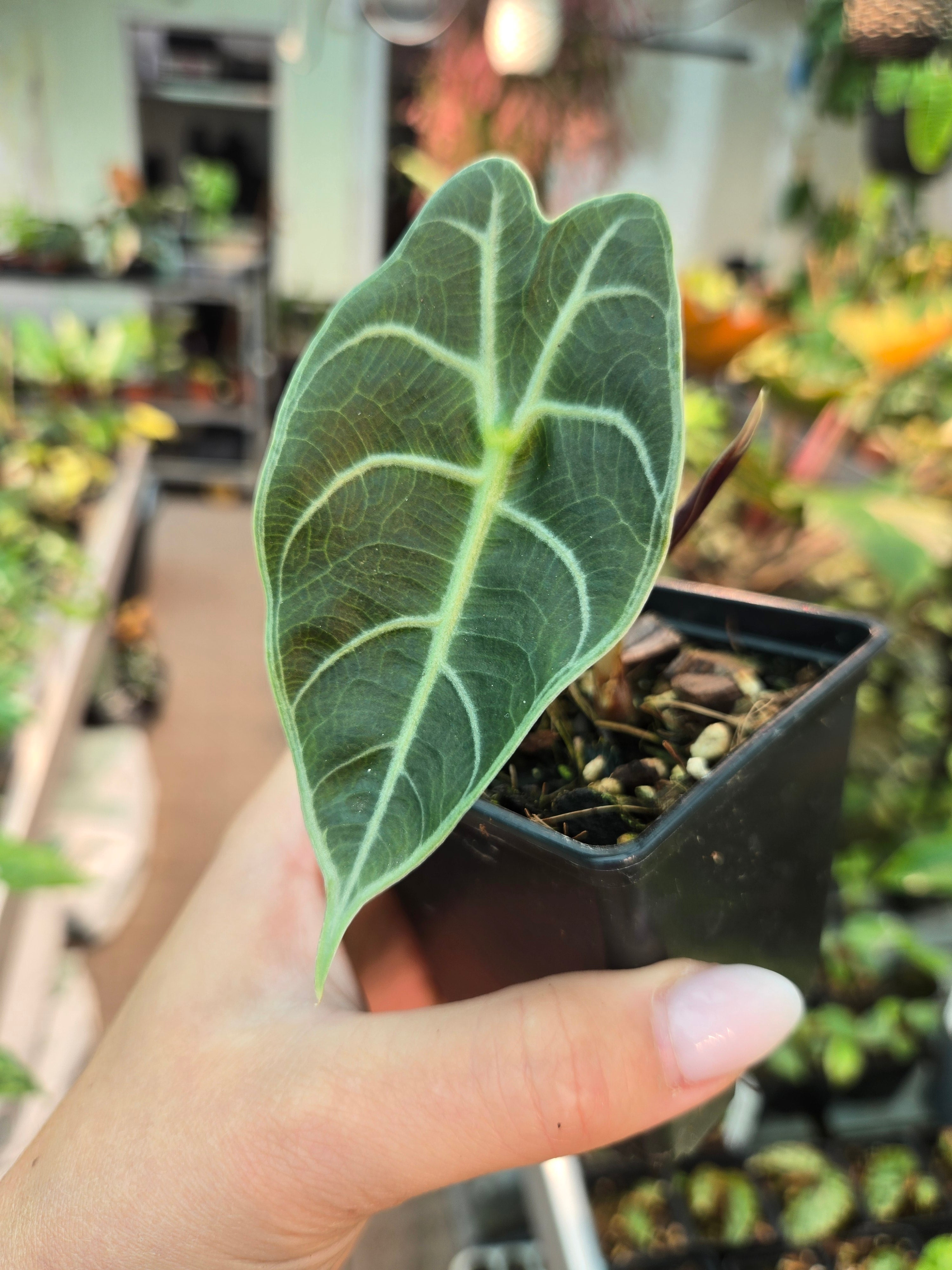 Alocasia Watsoniana Doff Black Leaf